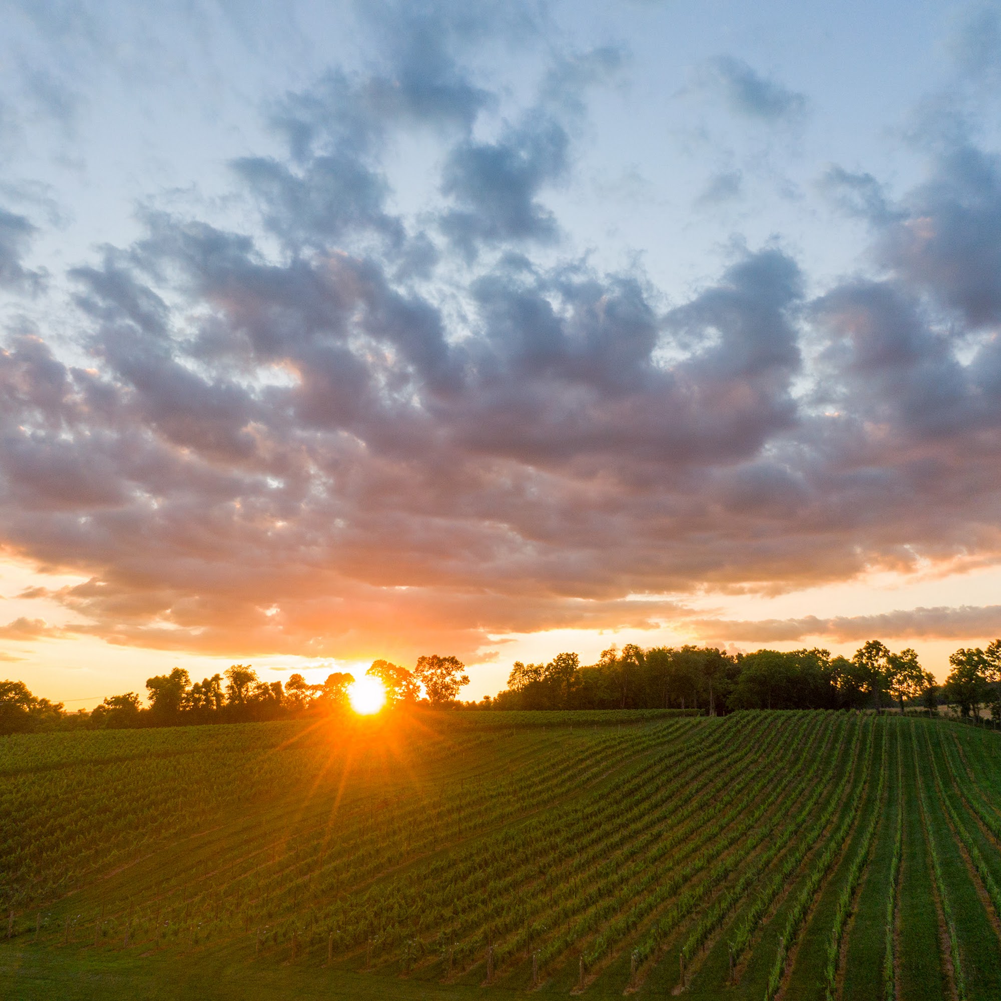 Three Creeks Winery Hamilton