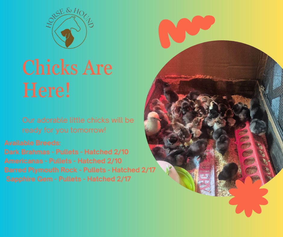 Horse & Hound Hampton