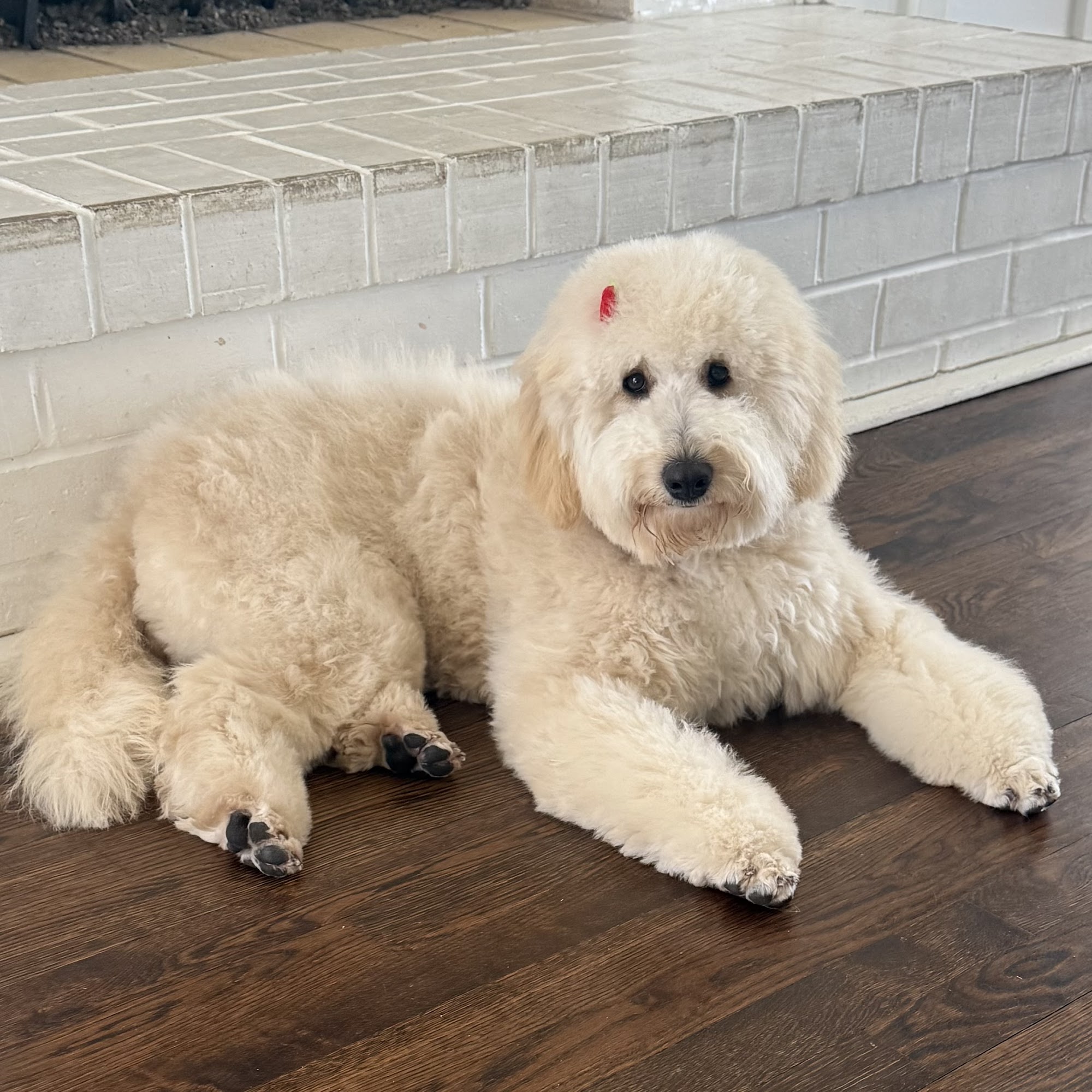 Best Paws In Town Hampton