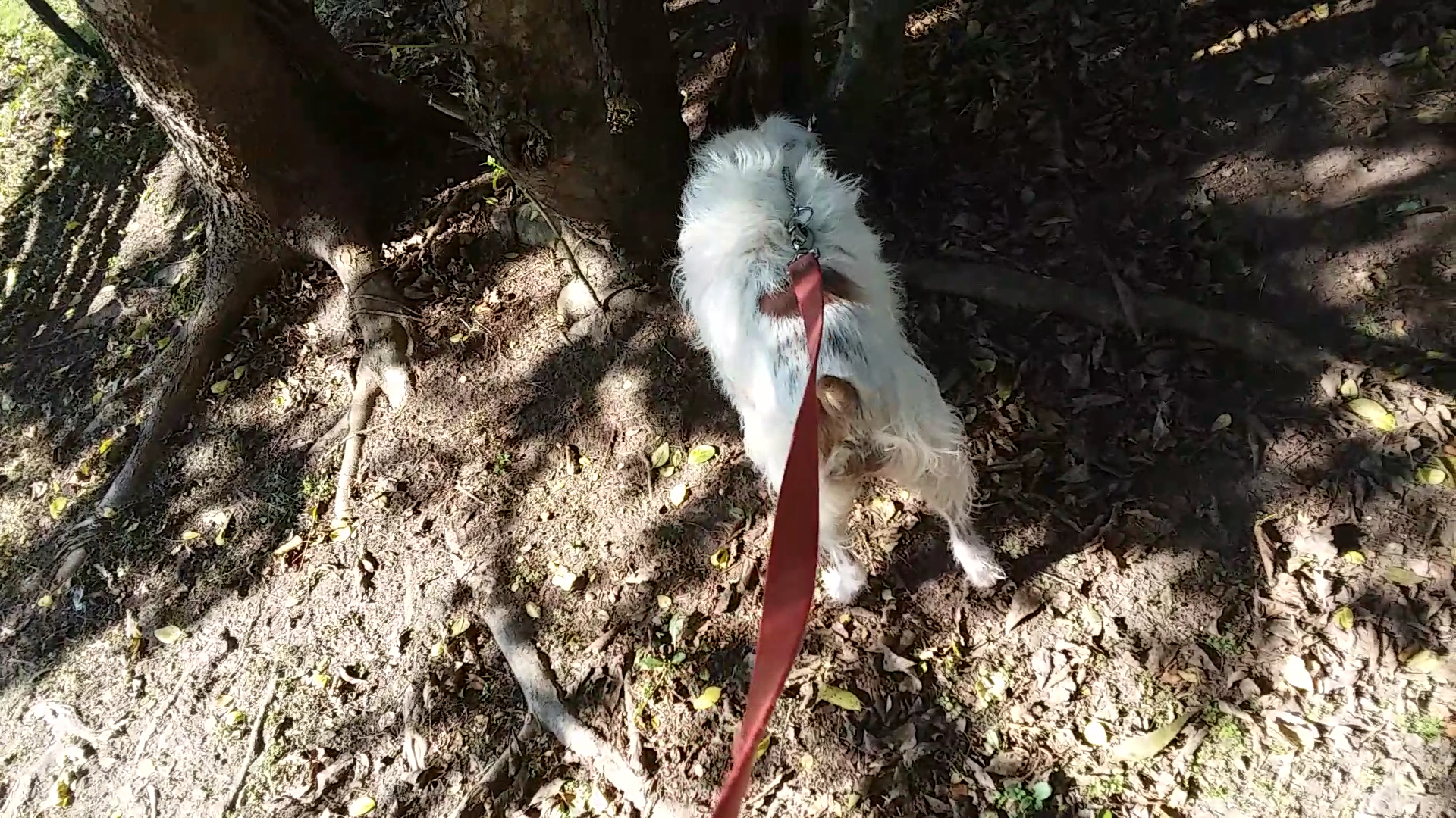 Animal Aid Society Hampton