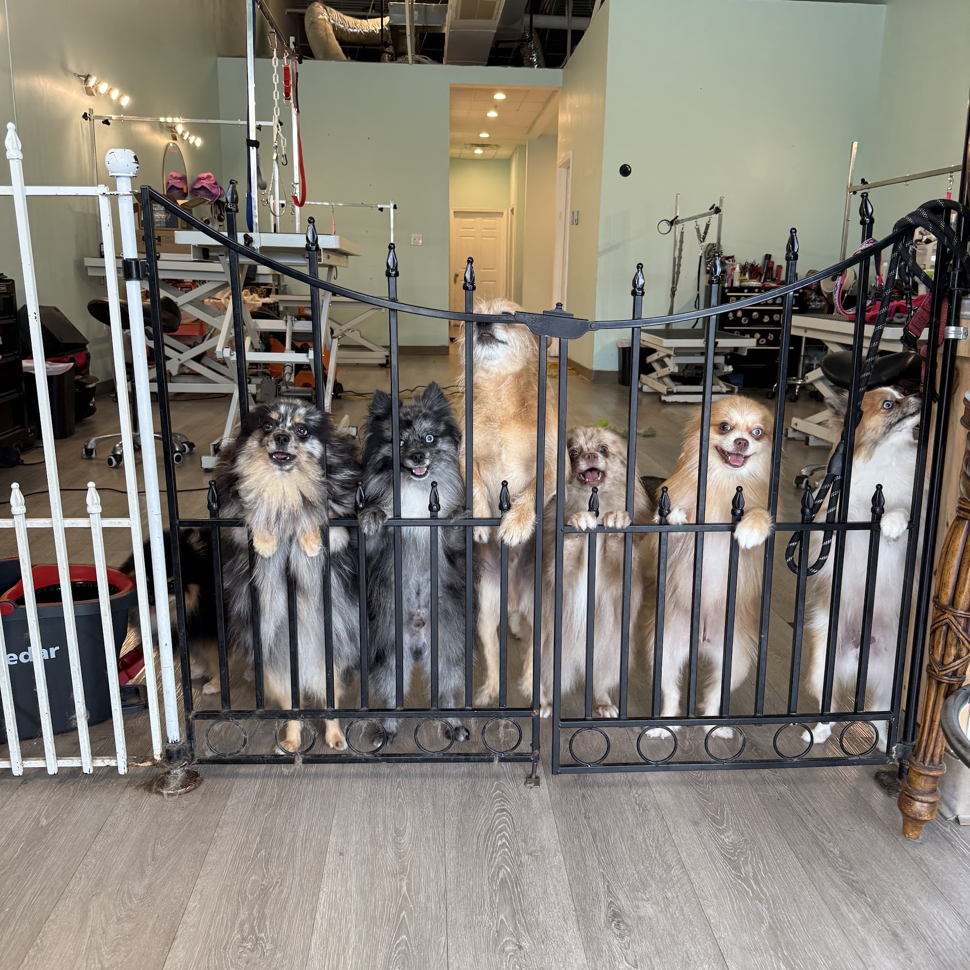 Bubbles & Bark Hampton