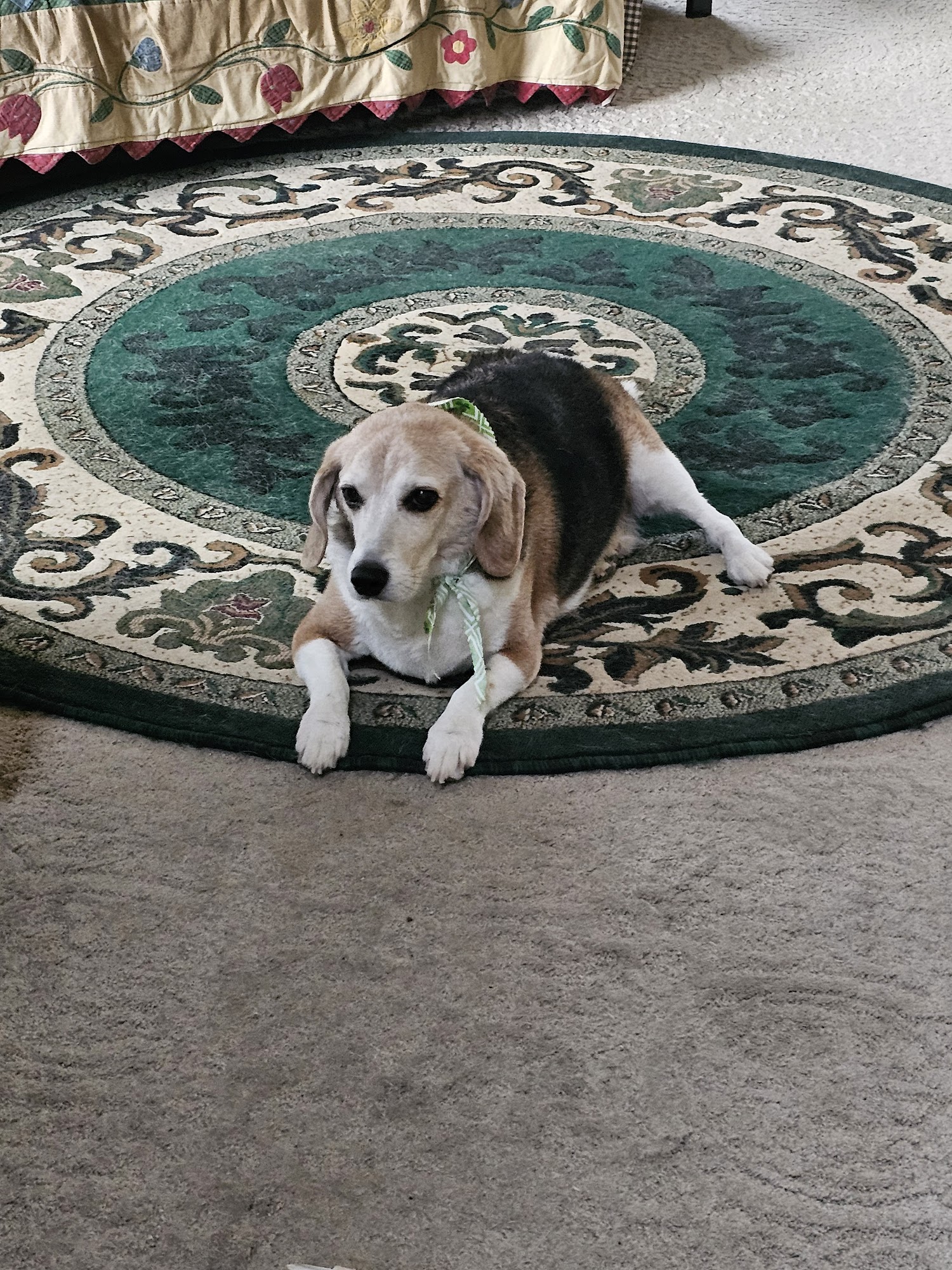 Bubbles & Bark Hampton