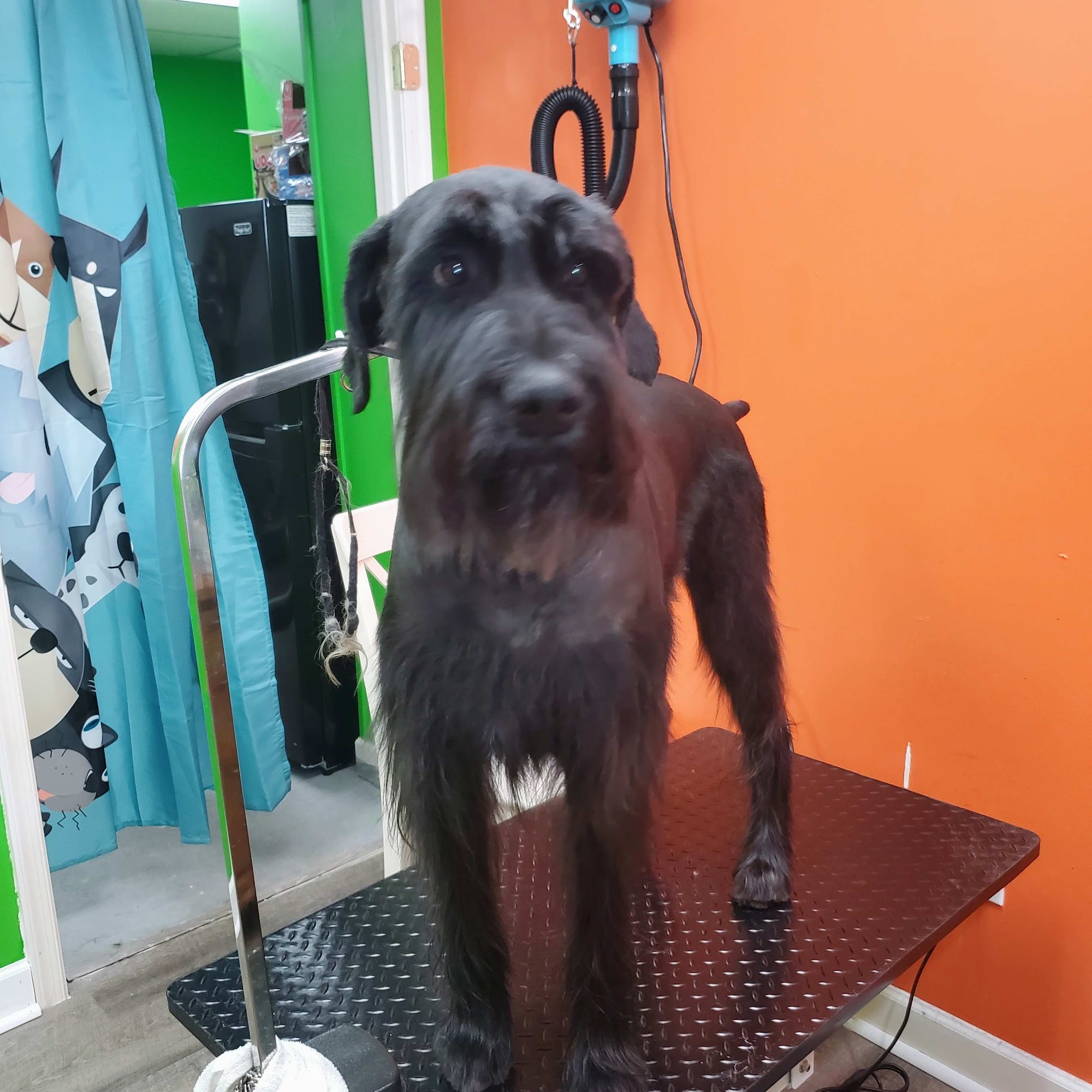 Hi Puppy Grooming Harrisonburg