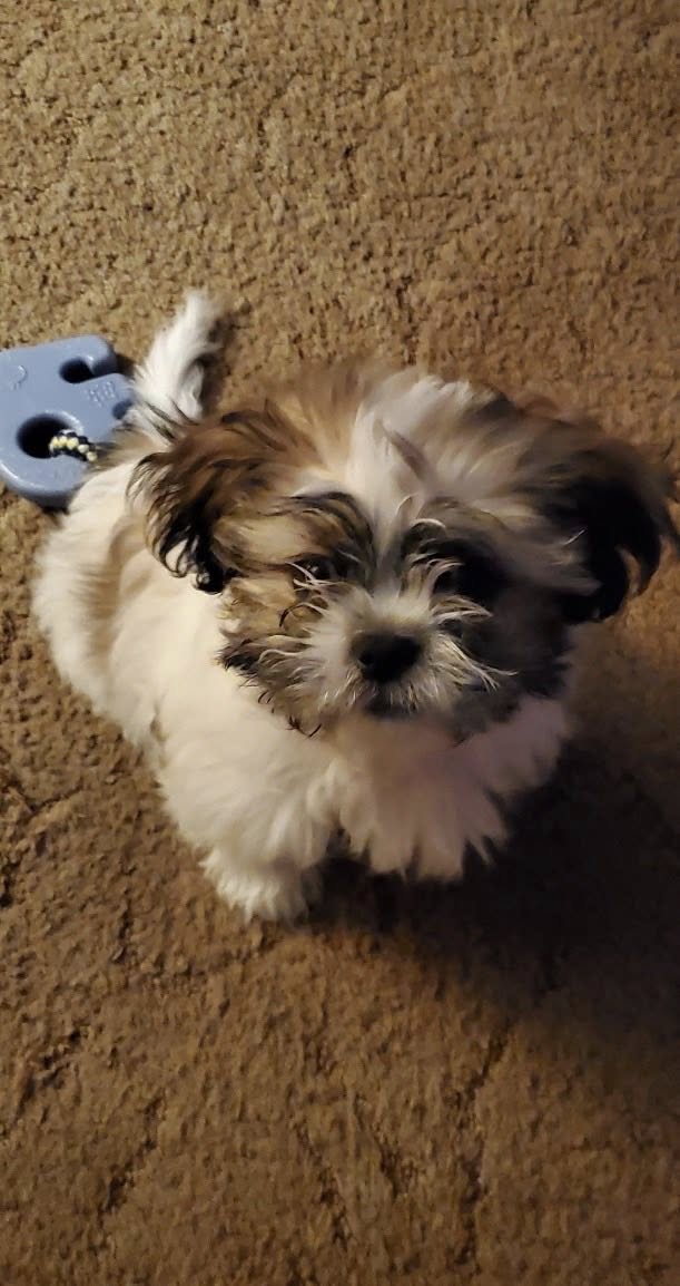 Pooch Purrfect Grooming Harrisonburg