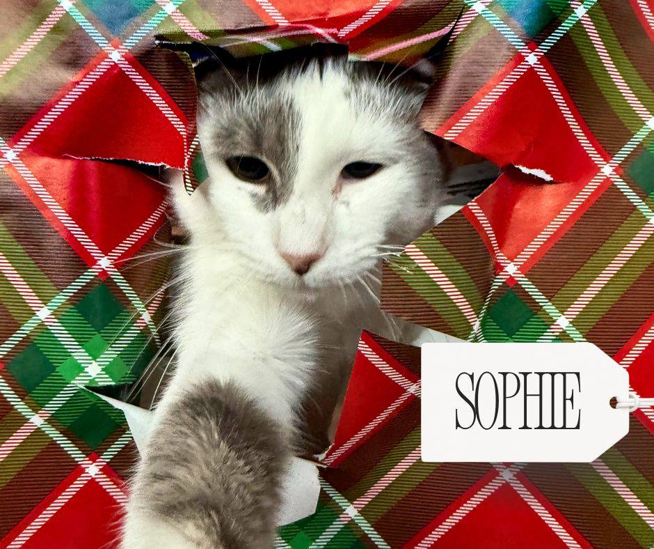 Aristocat Cafe + Tea House Harrisonburg