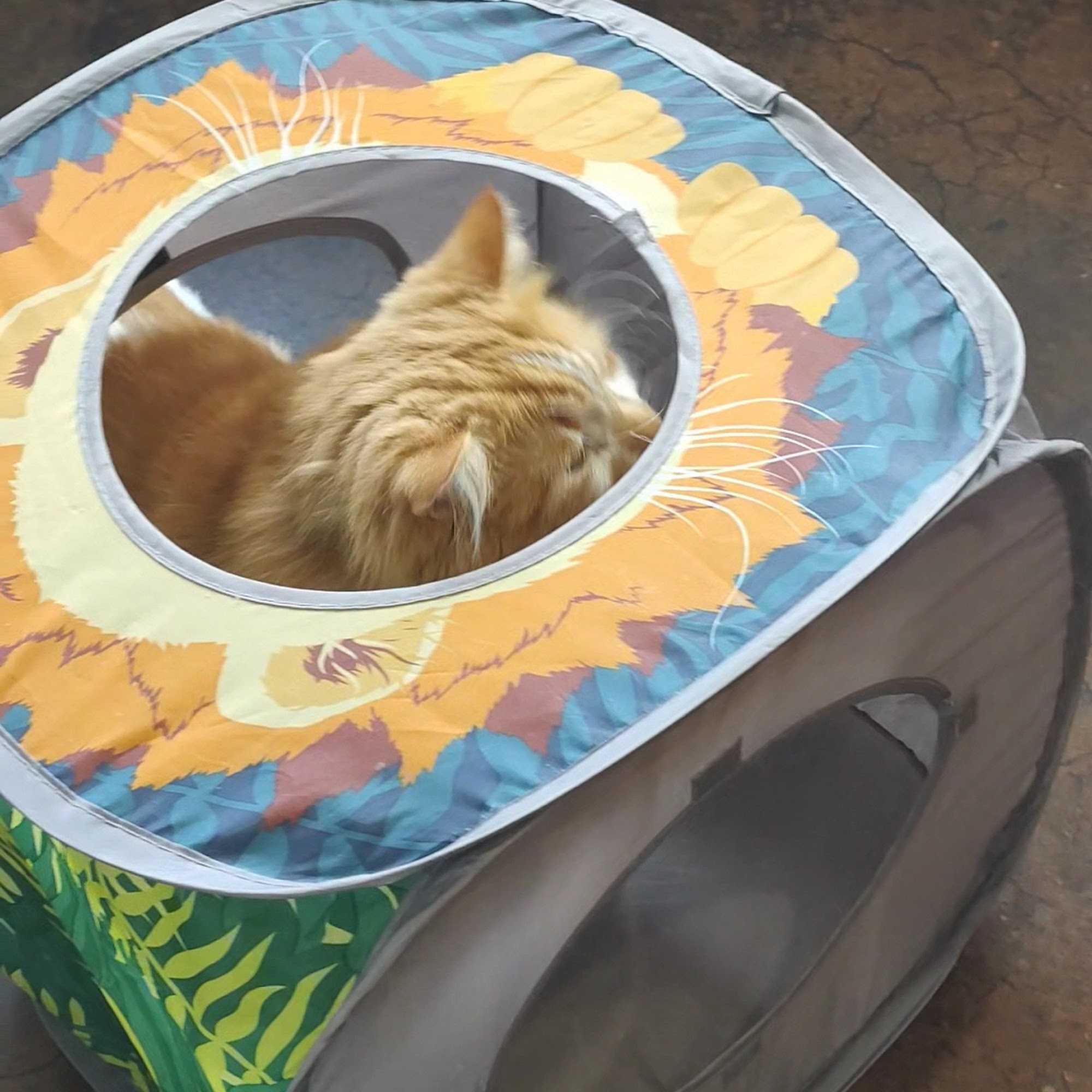 Aristocat Cafe + Tea House Harrisonburg