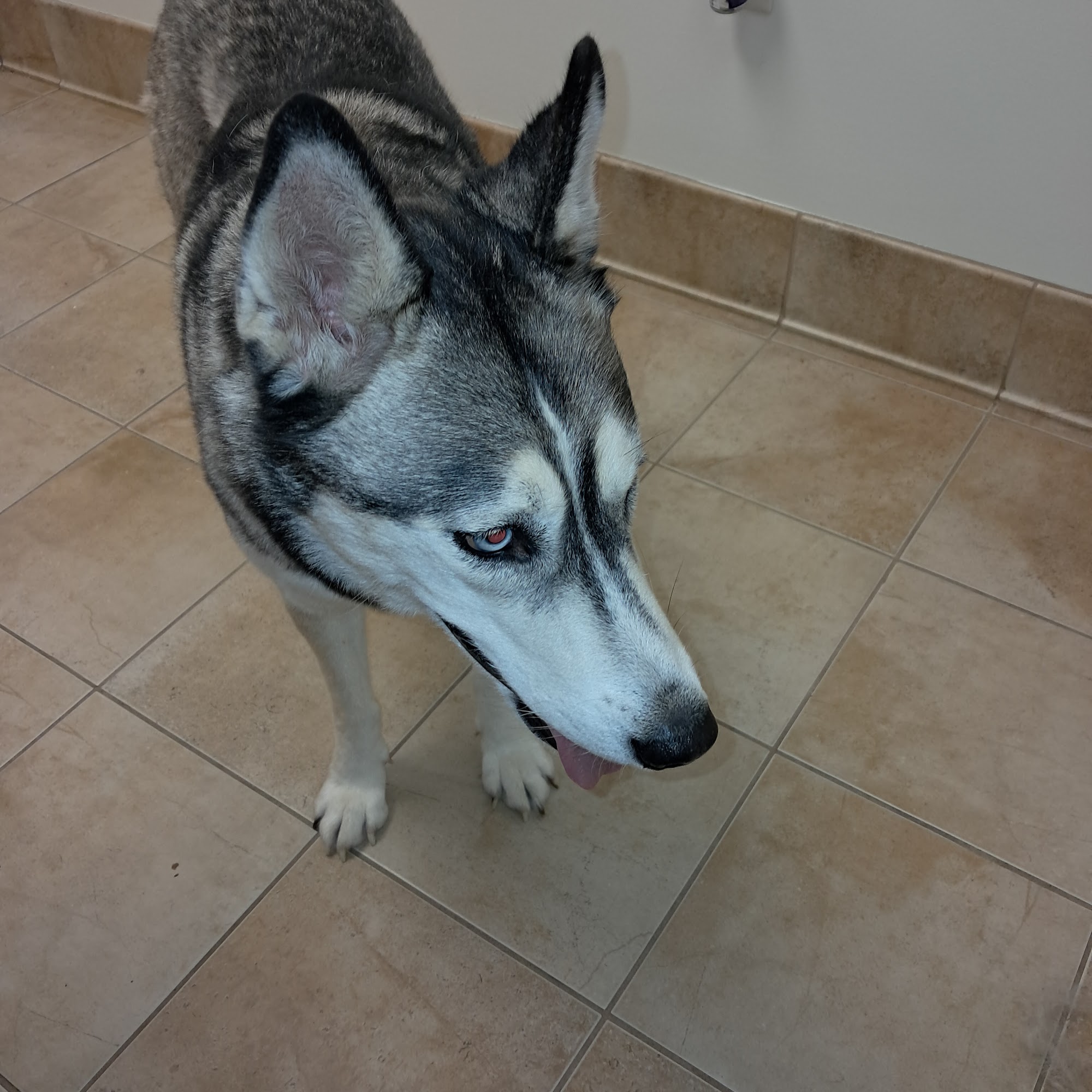 Animal Care of Gloucester Hayes