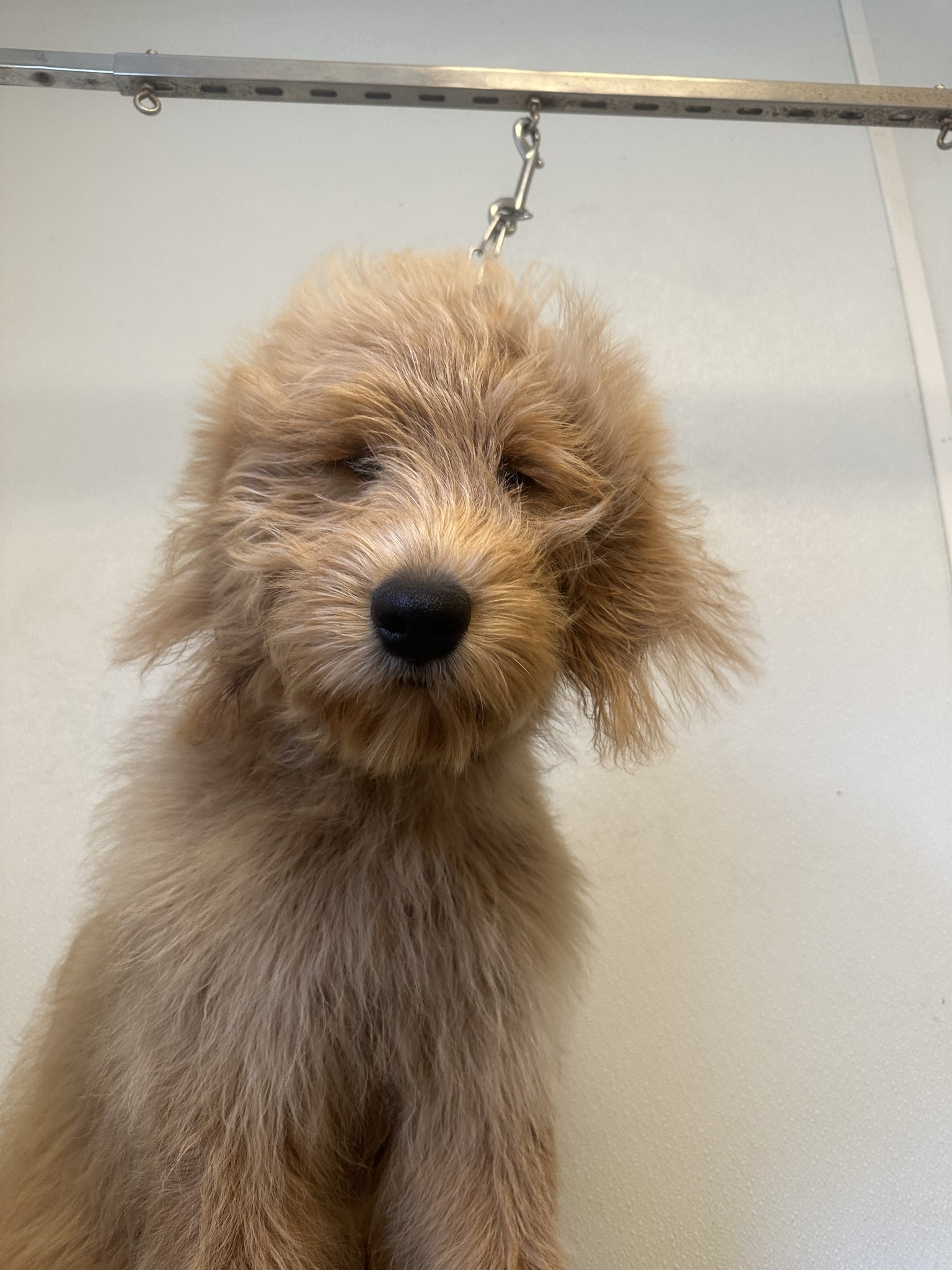 The Polished Pooch Grooming Salon Haymarket