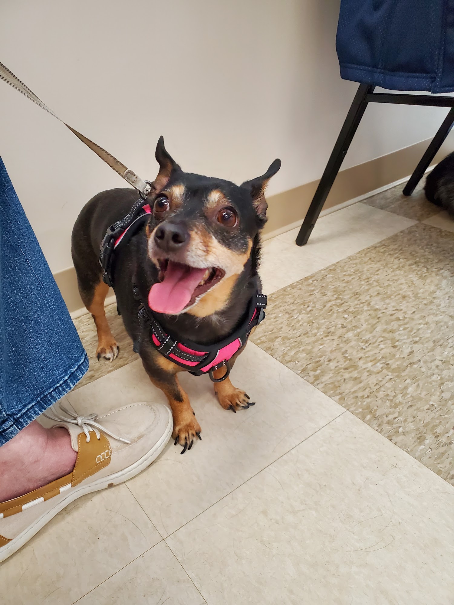 Heathsville Animal Hospital Heathsville