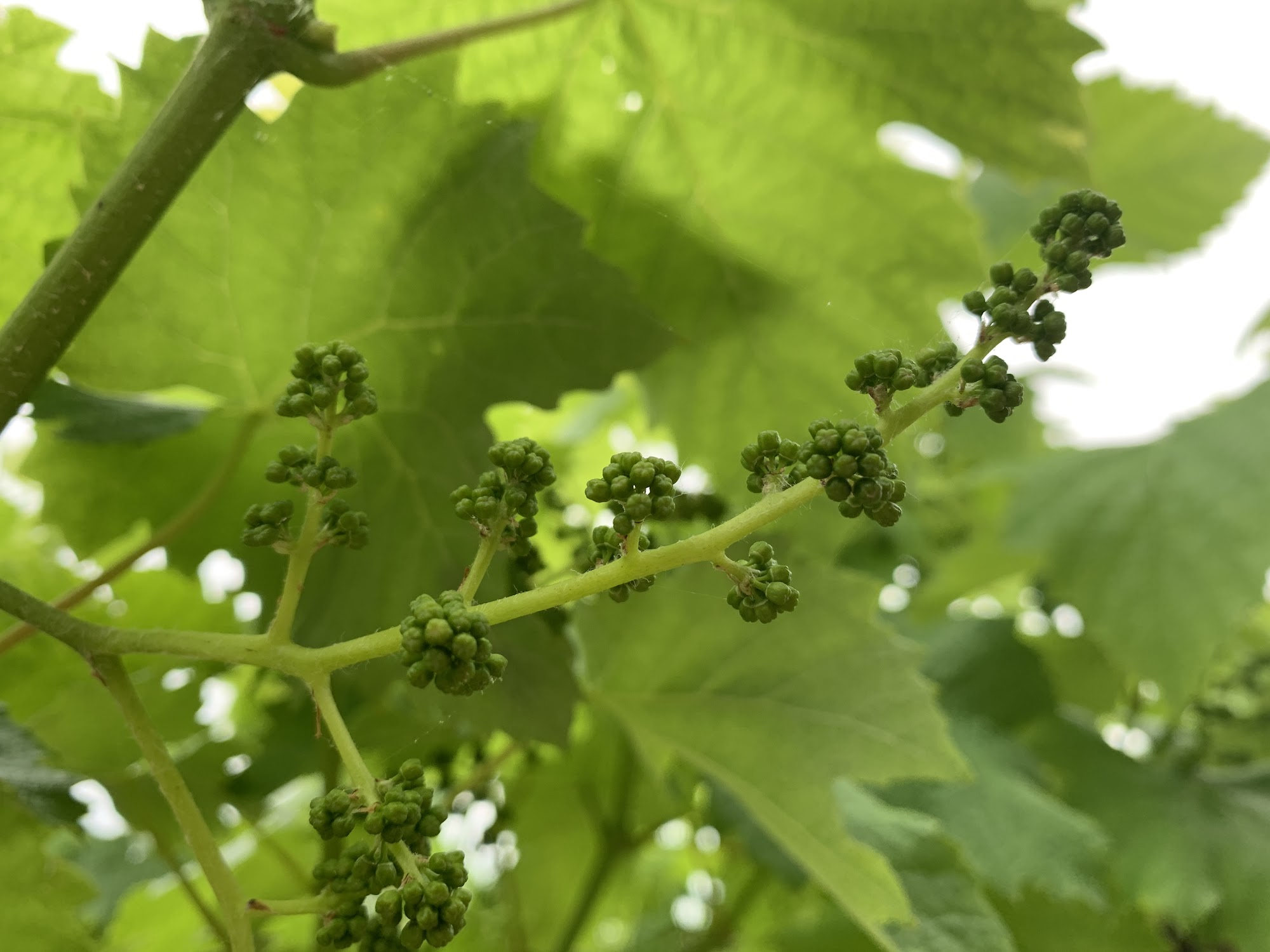 Jacey Vineyards & Restaurant Menu