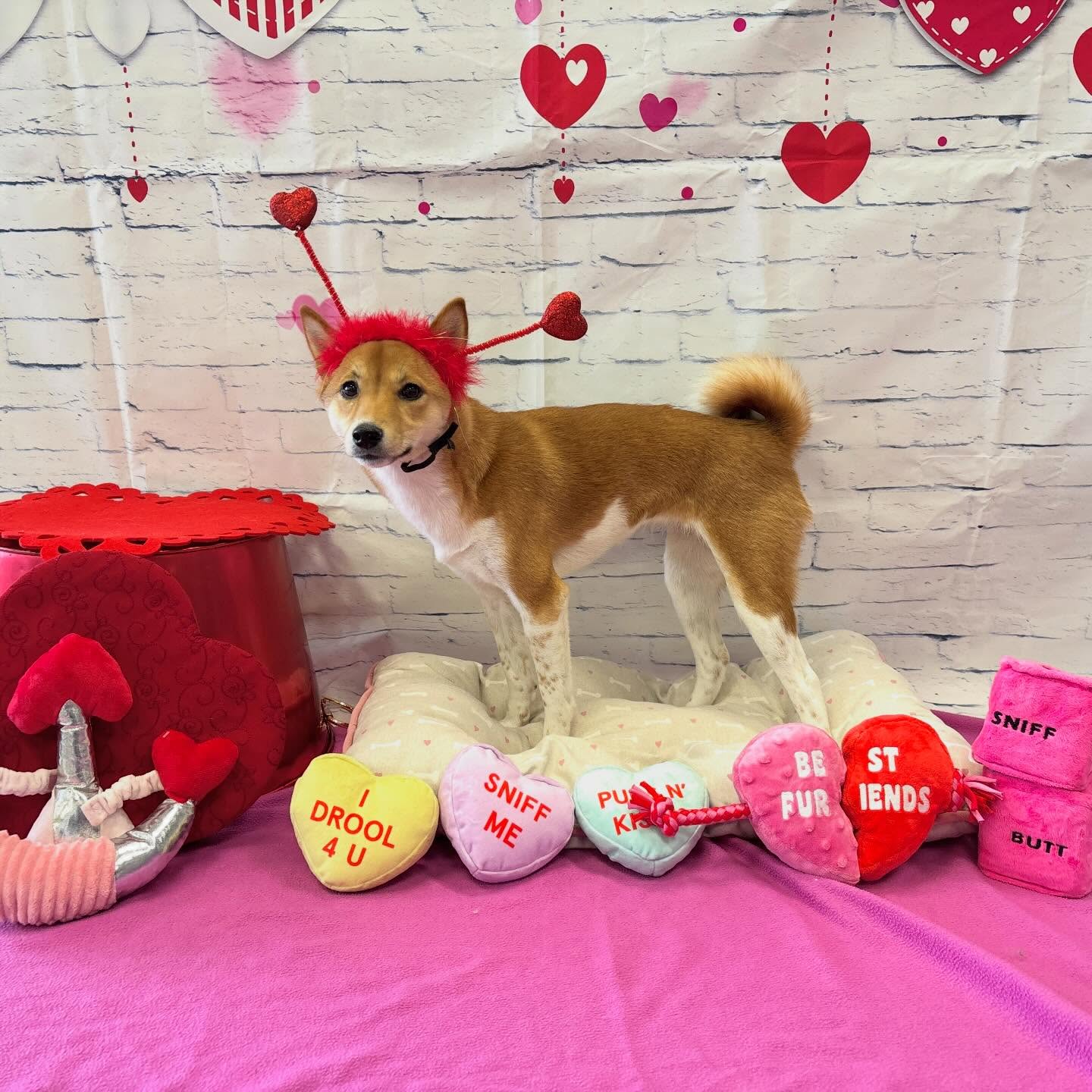 Crate Escape Resort Henrico