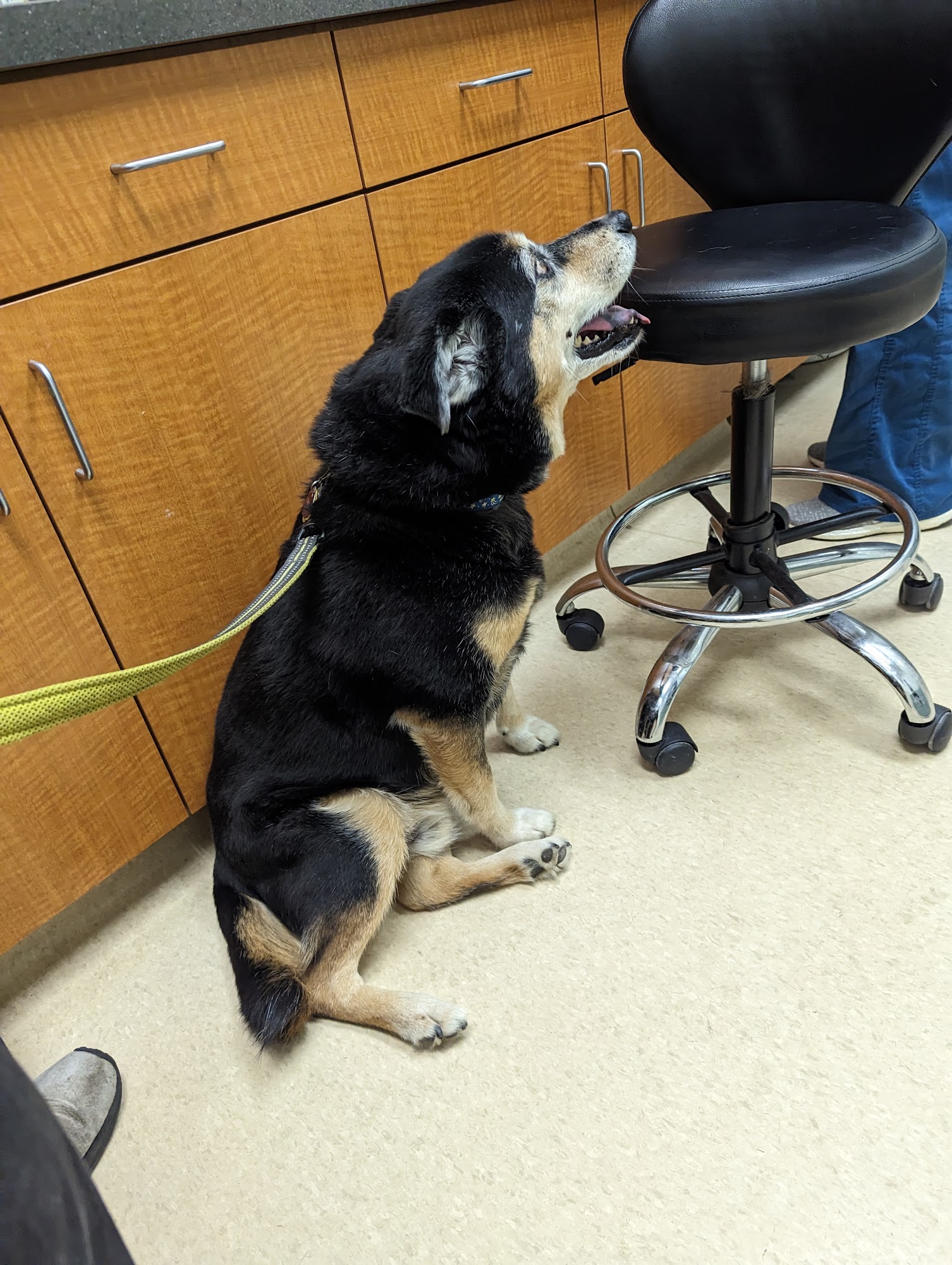 Clocktower Animal Hospital Herndon
