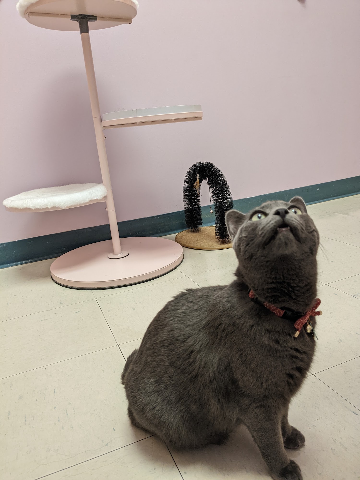 Franklin Farm Veterinary Clinic Herndon