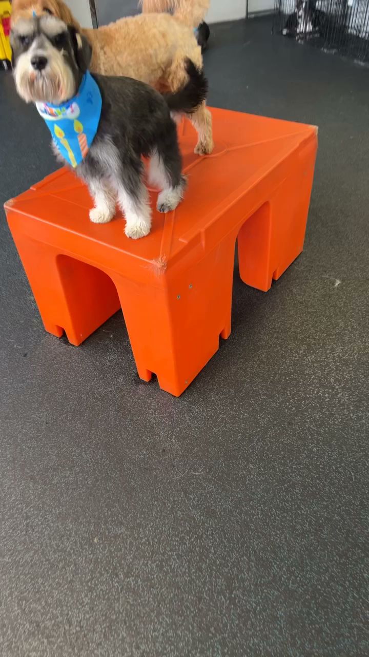 Dogtopia of Herndon Herndon