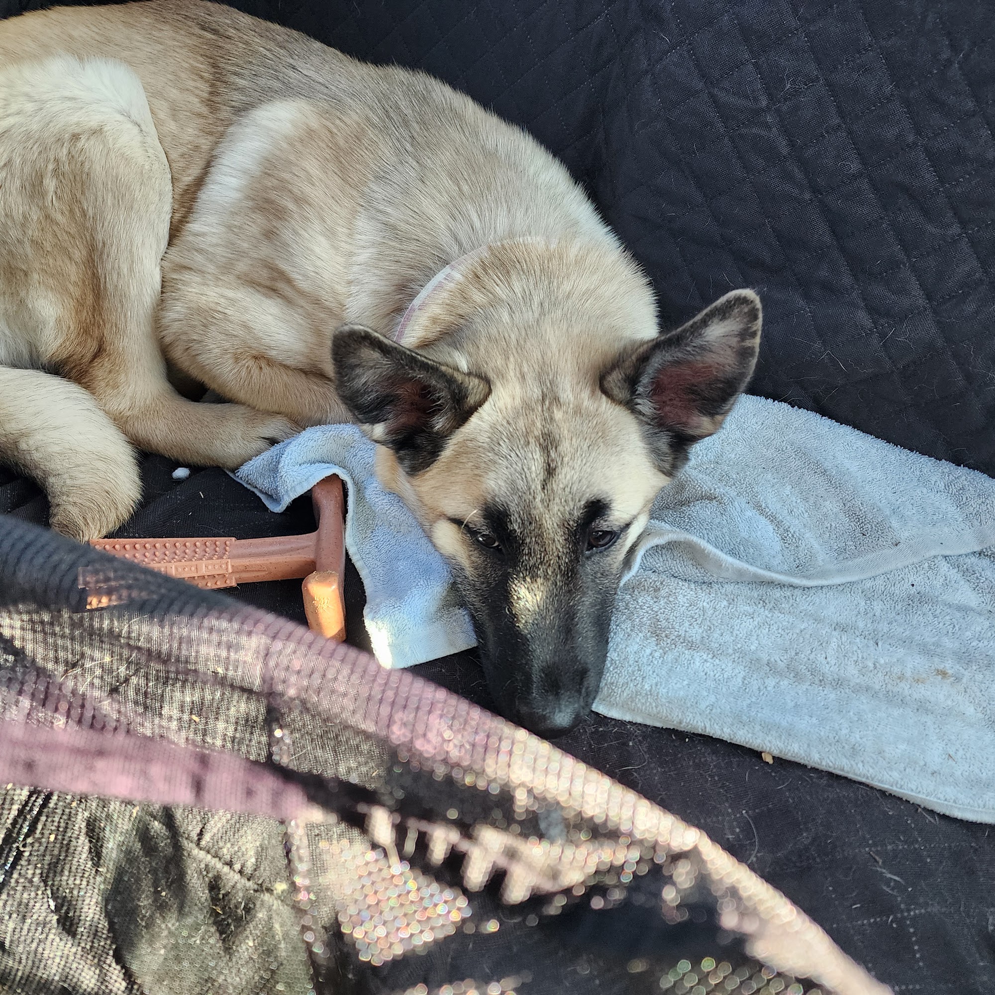 Carroll Veterinary Clinic Hillsville