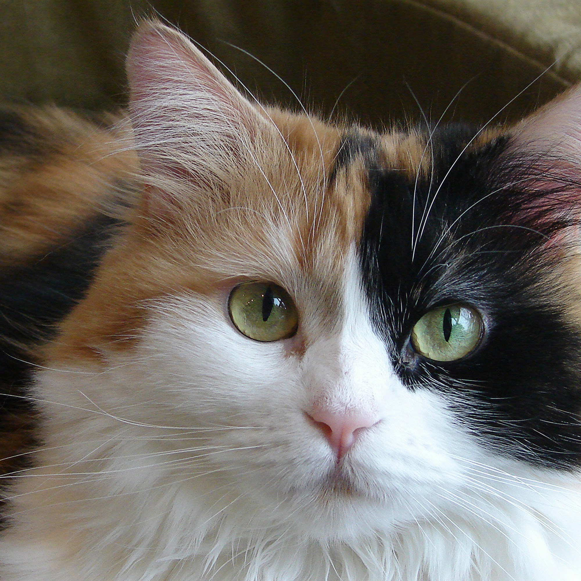 Hopewell Animal Hospital Hopewell