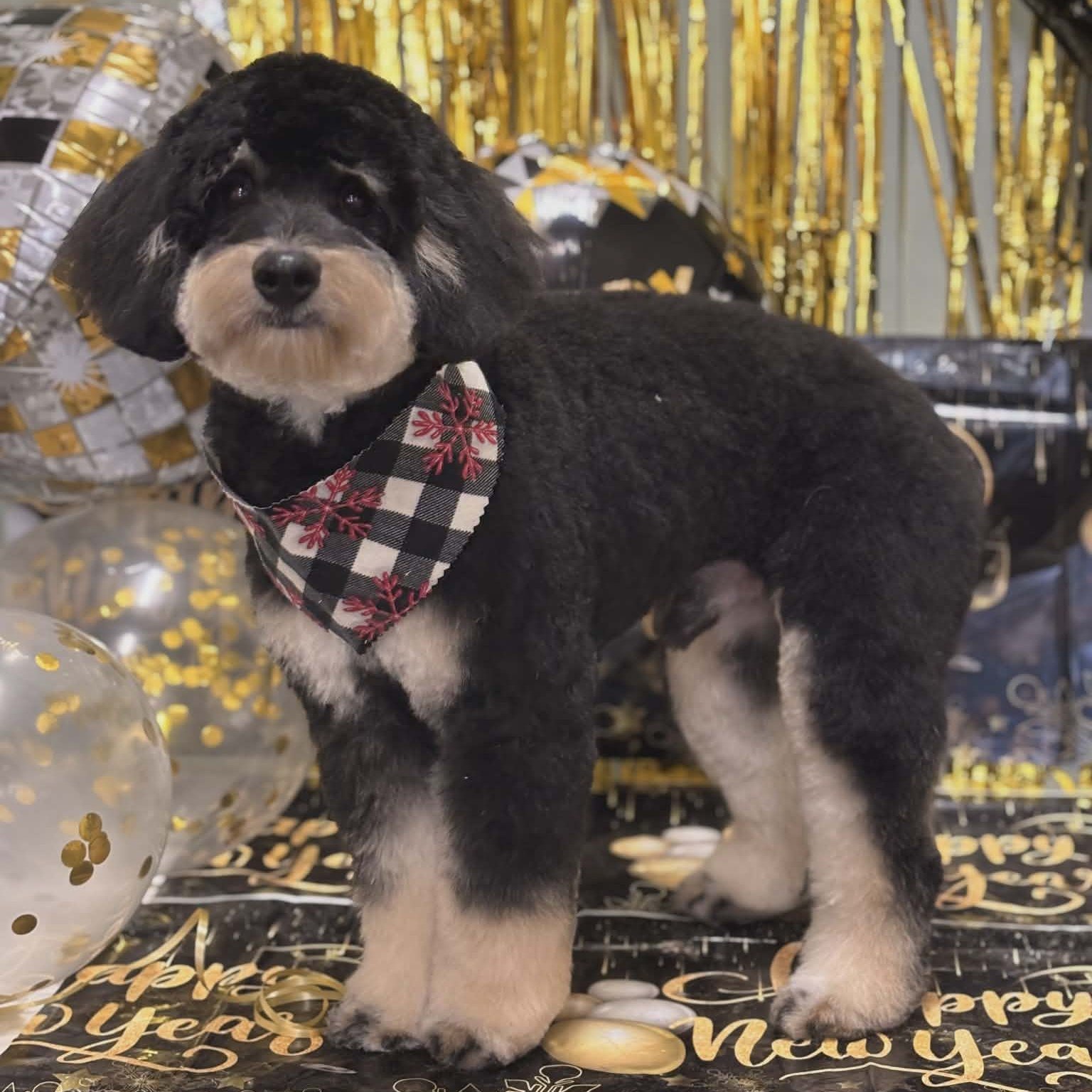 Downtown Pups Hopewell