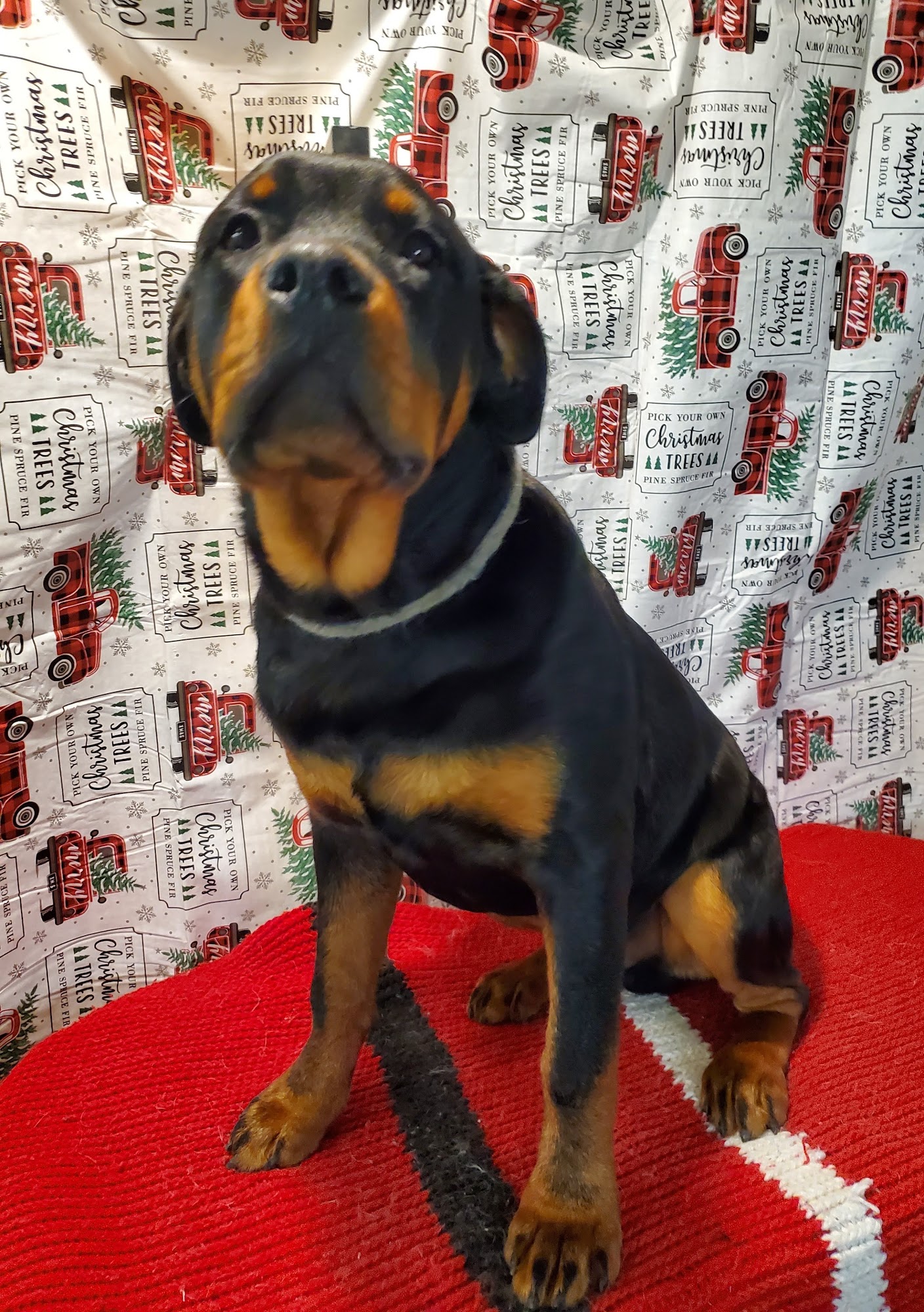 4 Leggers, Daycare, Boarding and Grooming, LLC Irvington