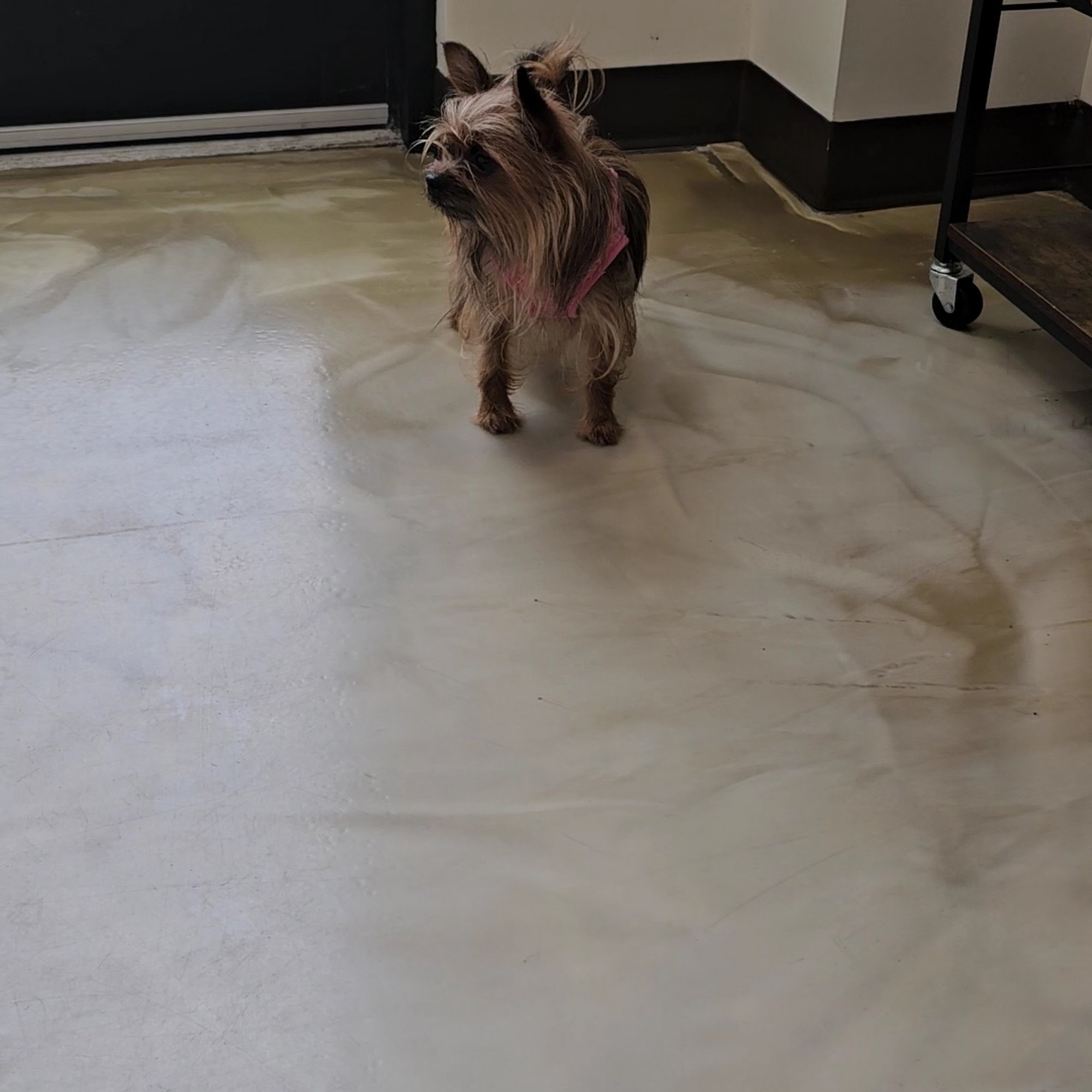 Eagle's Nest Animal Hospital King George