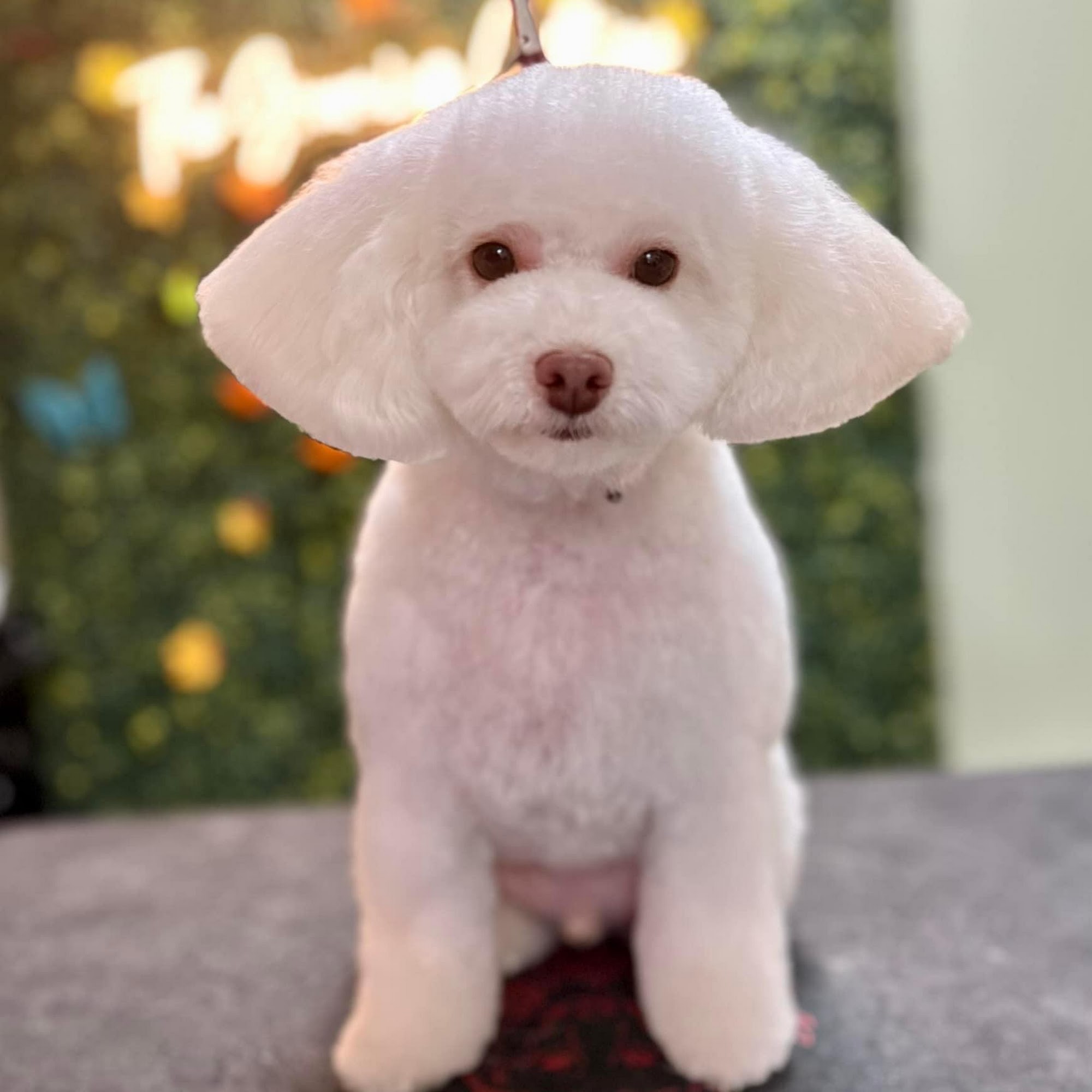 The Grooming Cottage LLC King George