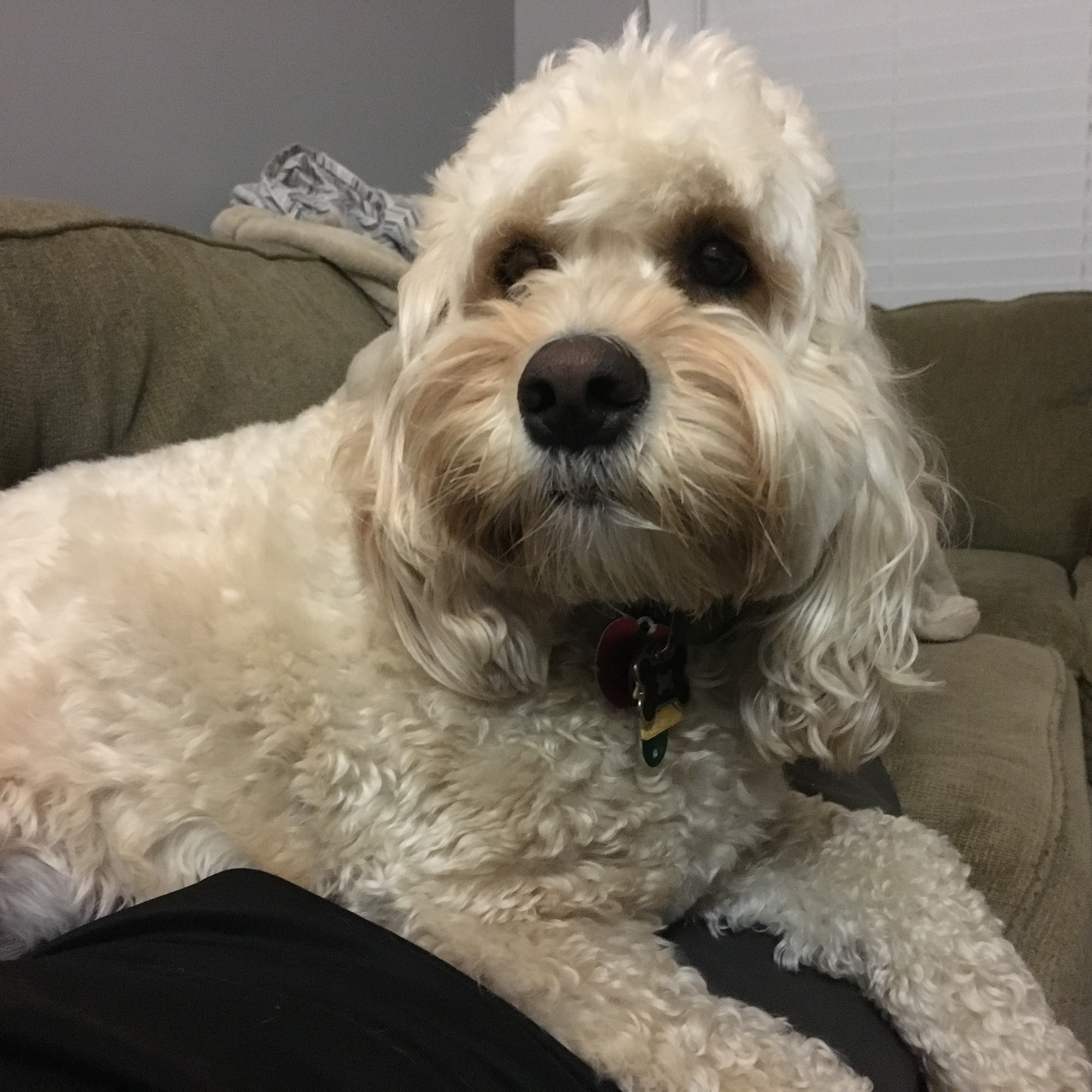 Commonwealth Pet Care, LLC Lake Ridge