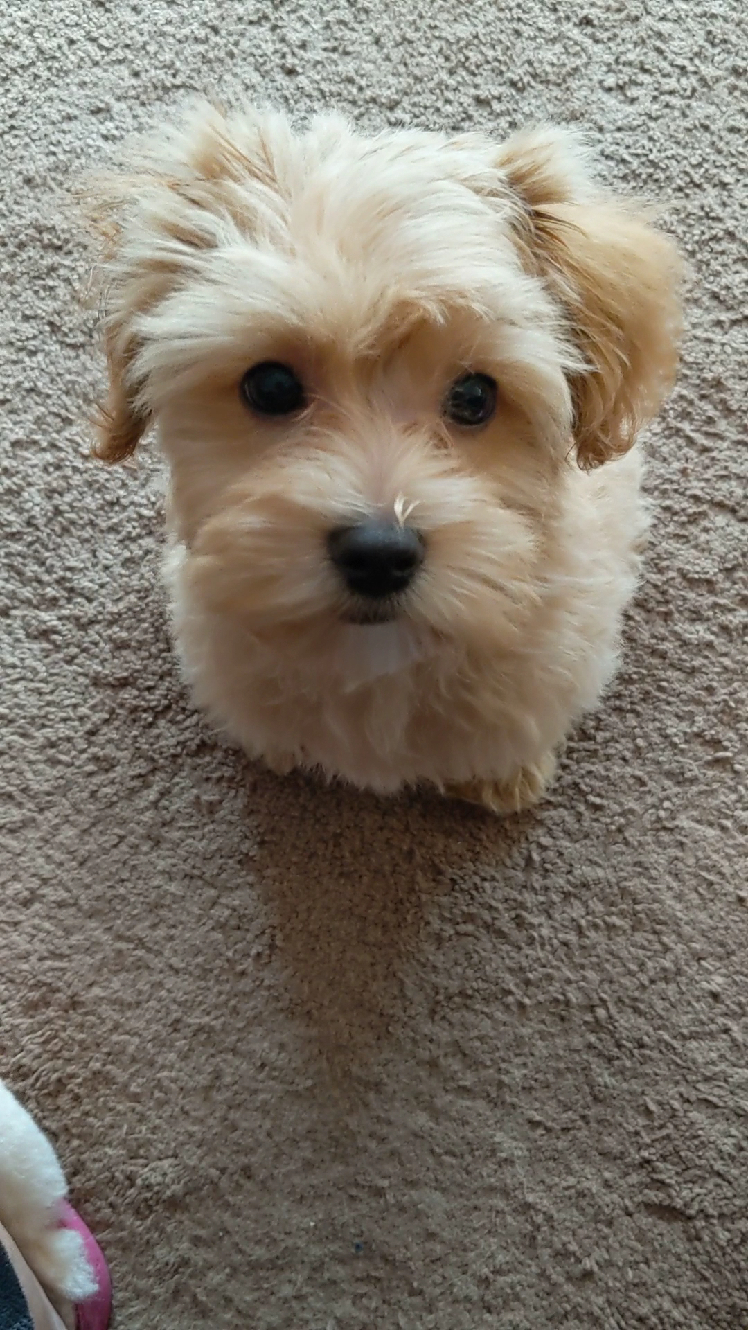 Windy Way Hill Puppies Lebanon