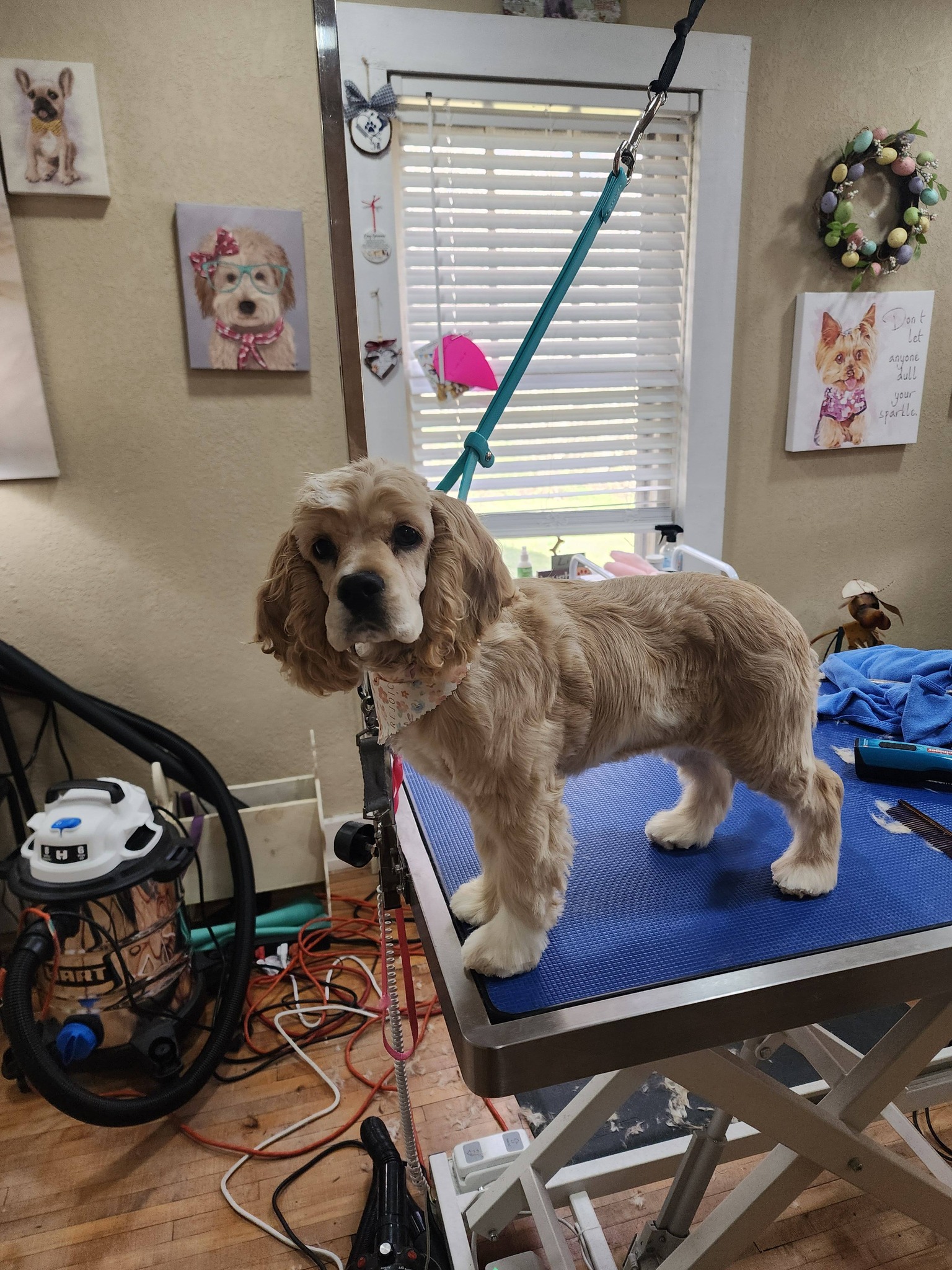 Jill's Professional Pet Grooming Lebanon