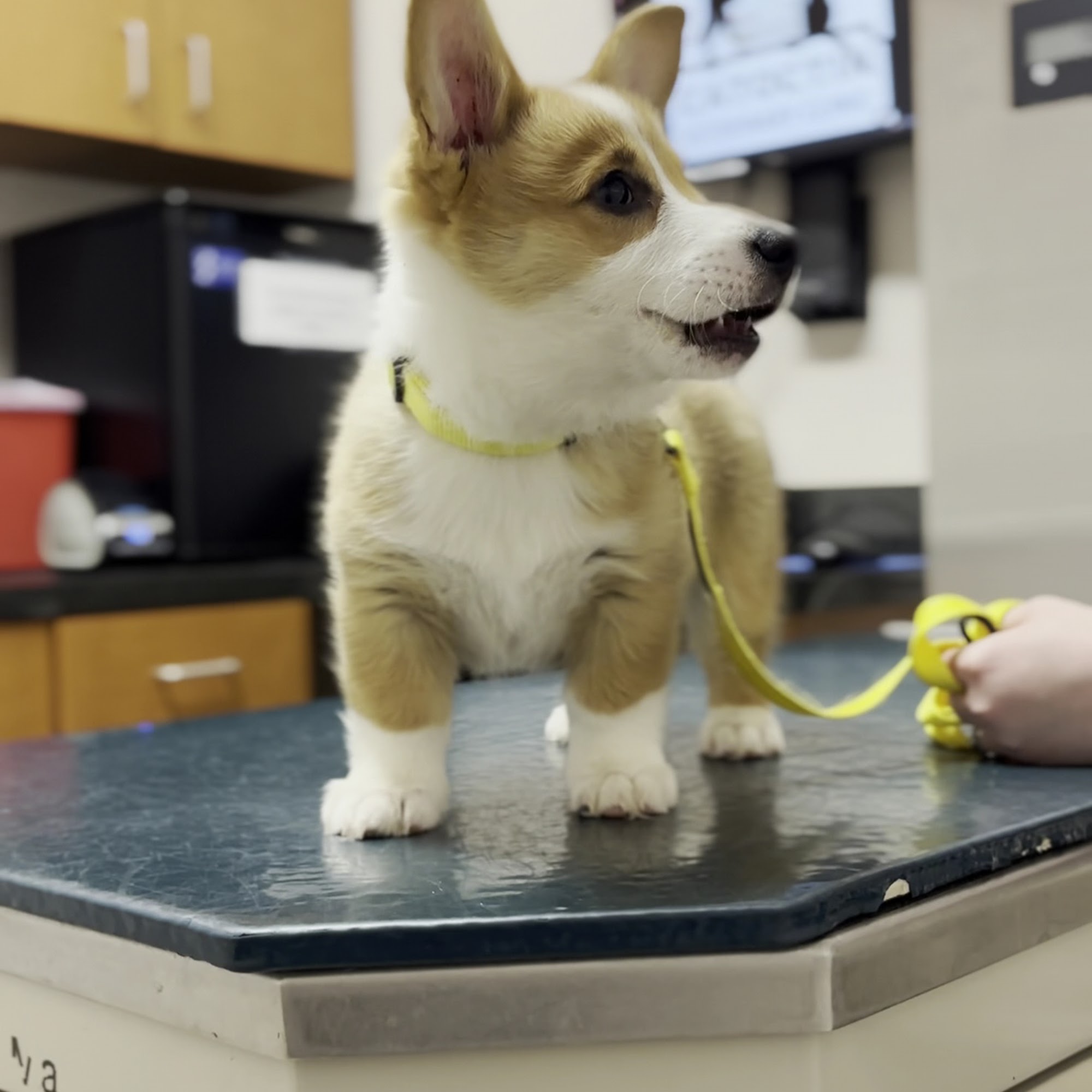 Catoctin Veterinary Clinic Leesburg