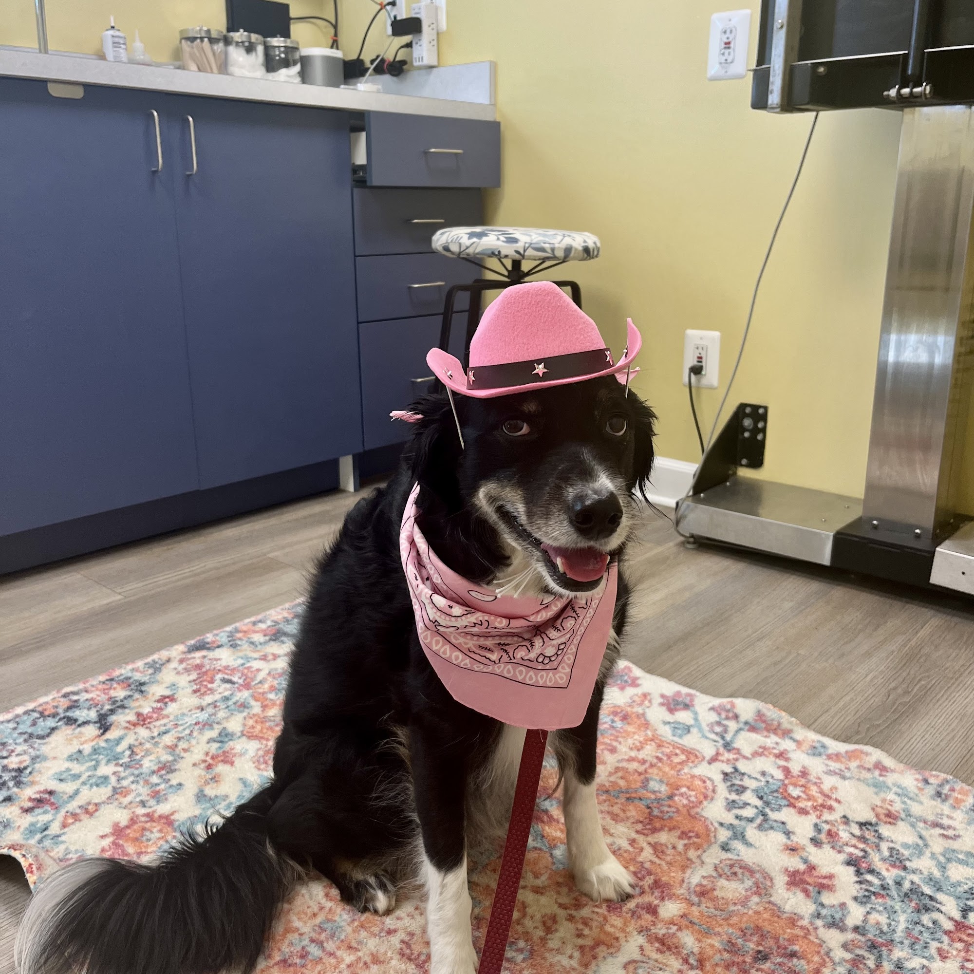 Market Street Animal Clinic Leesburg