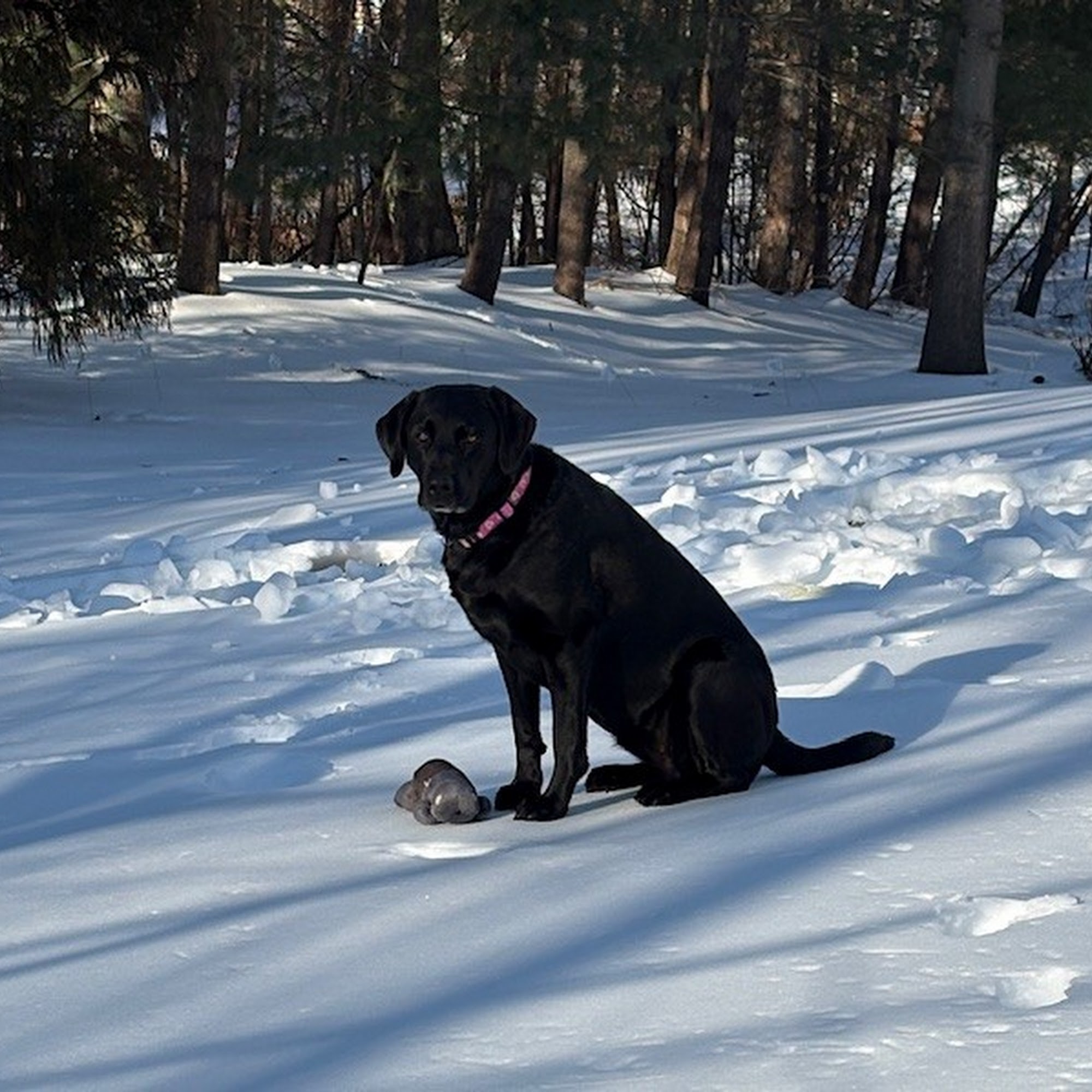Towne Animal Clinic Leesburg