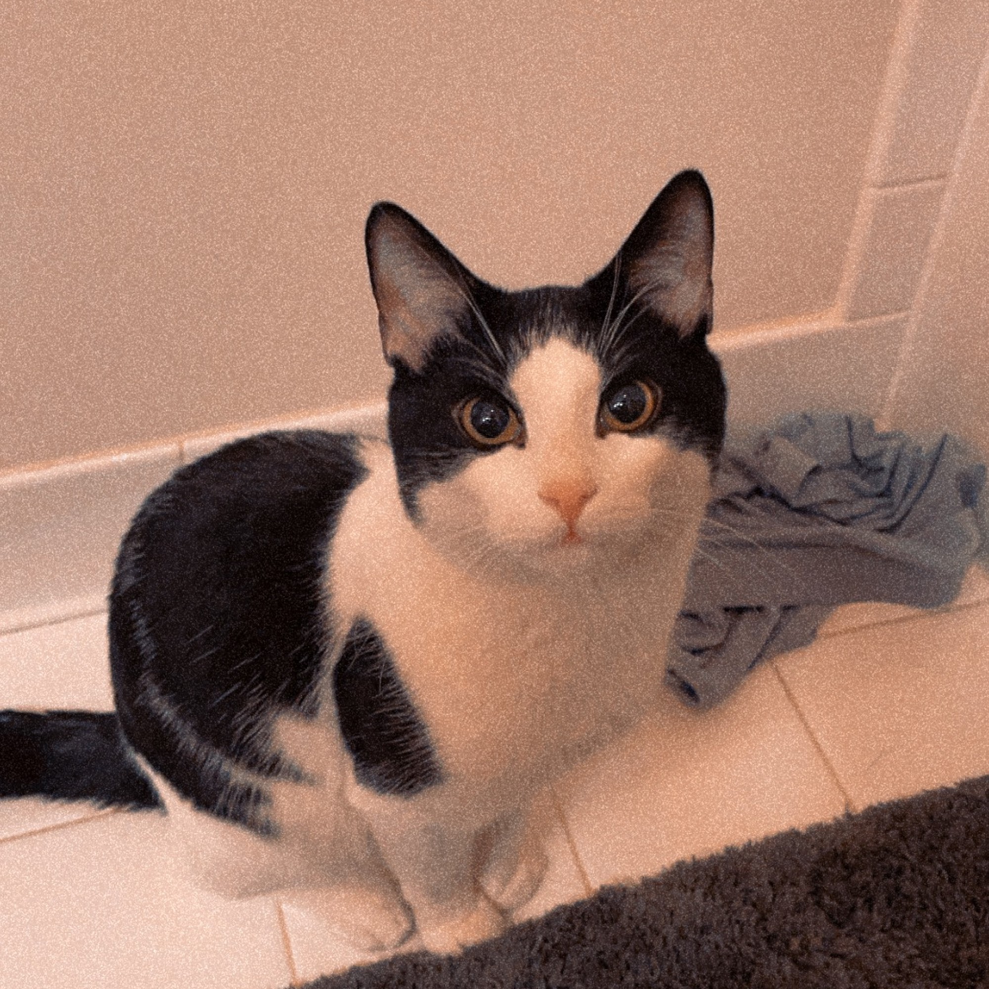 Lansdowne Animal Hospital Leesburg