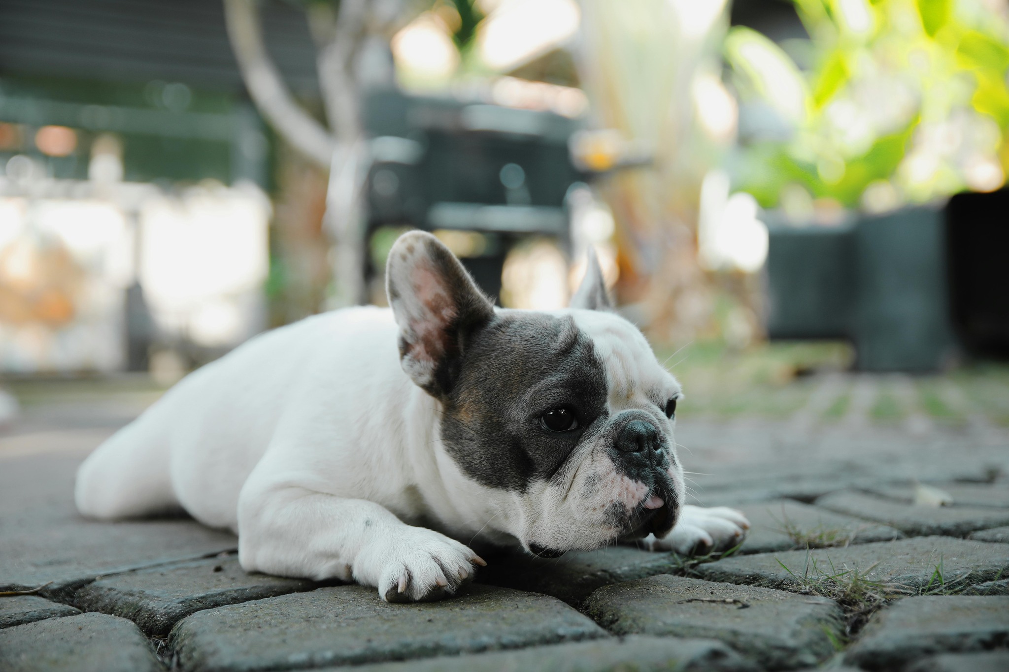 Happy Tails Animal Hospital Leesburg