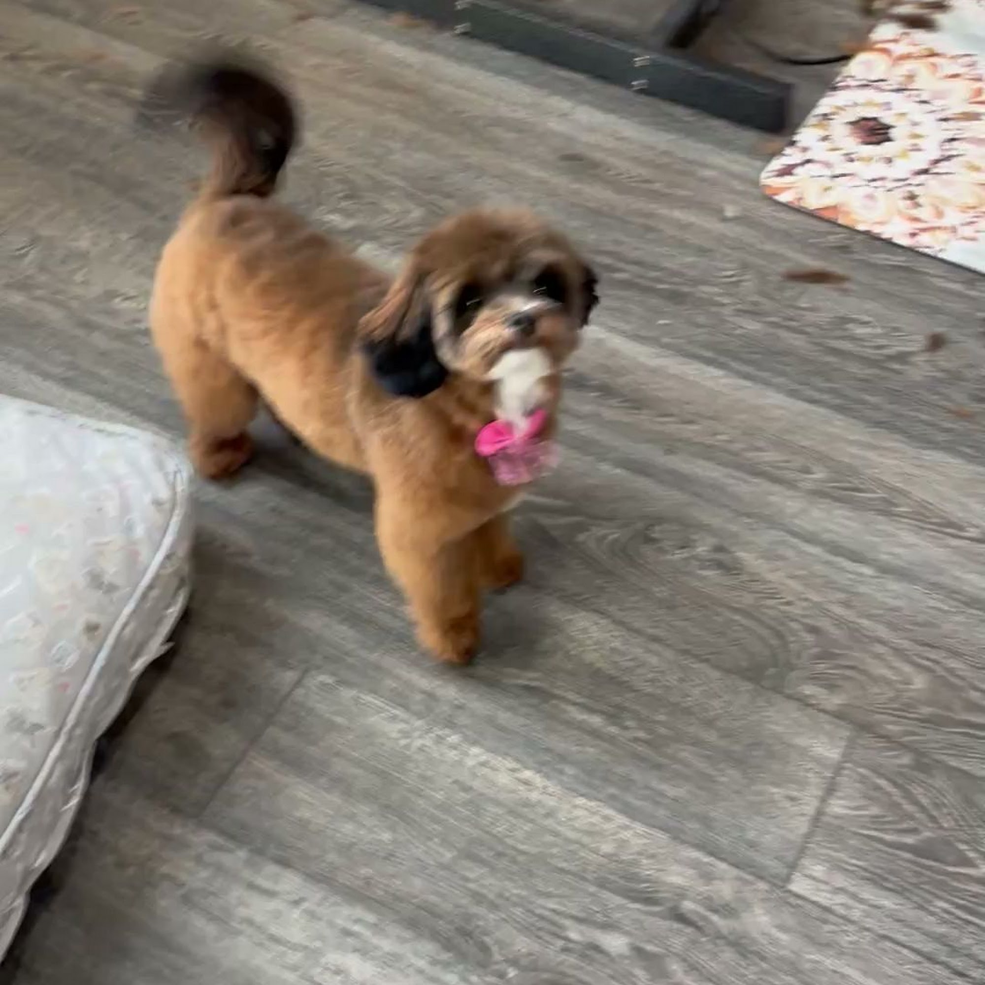 The Pet Spa Leesburg