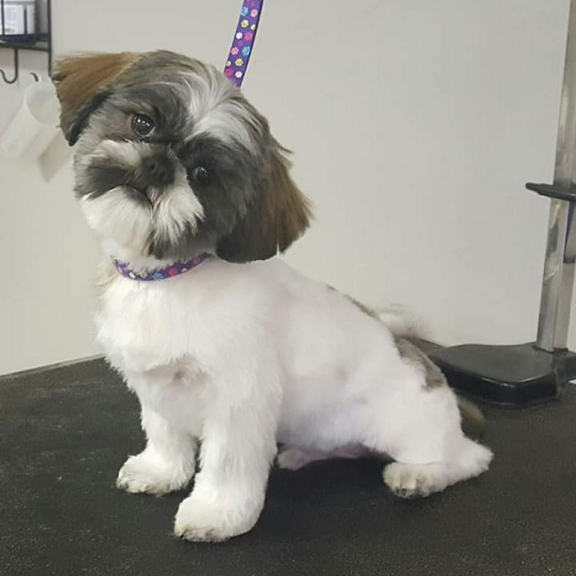 Willow Hill Pet Salon & Resort L.L.C Leon