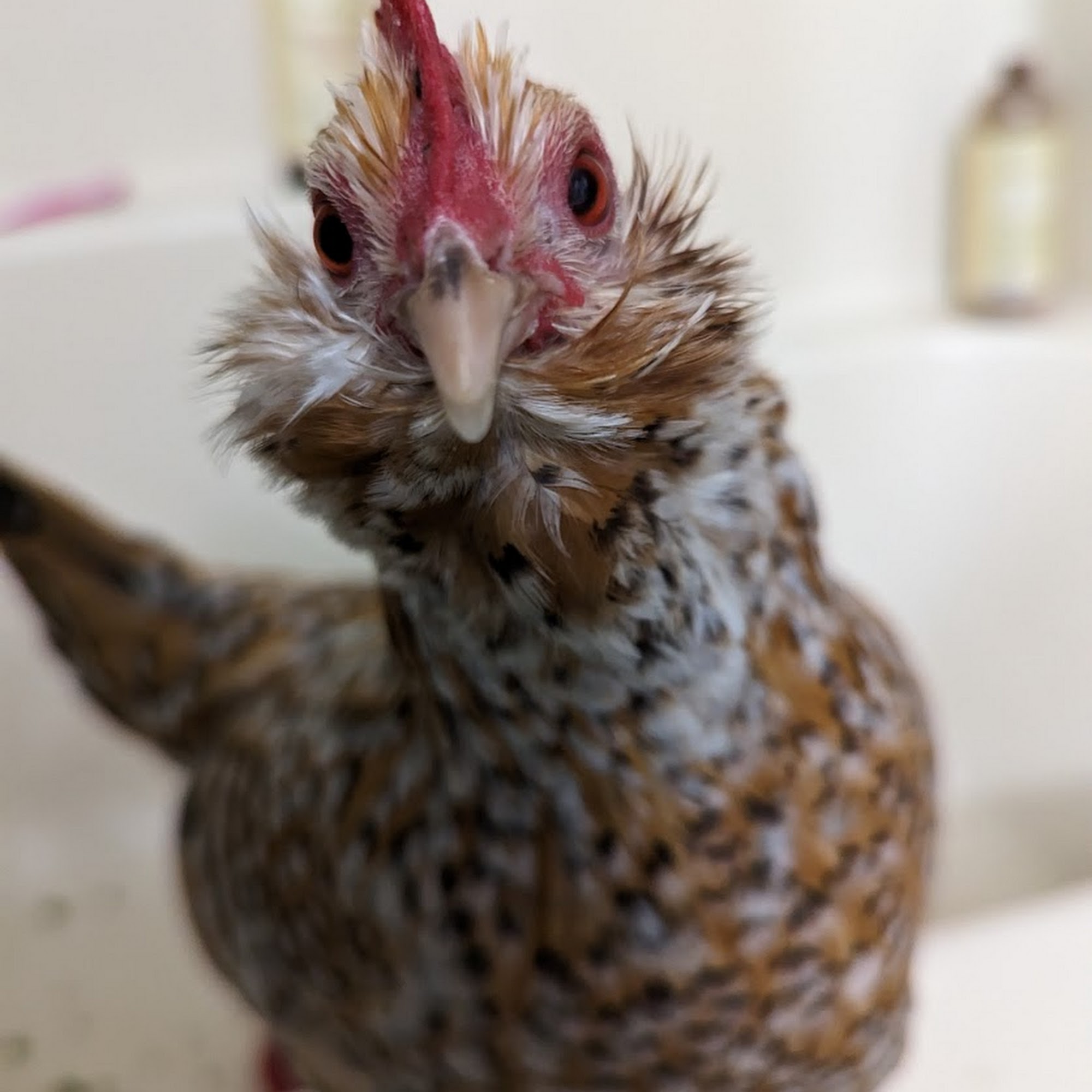 Blue Ridge Animal Clinic Lexington