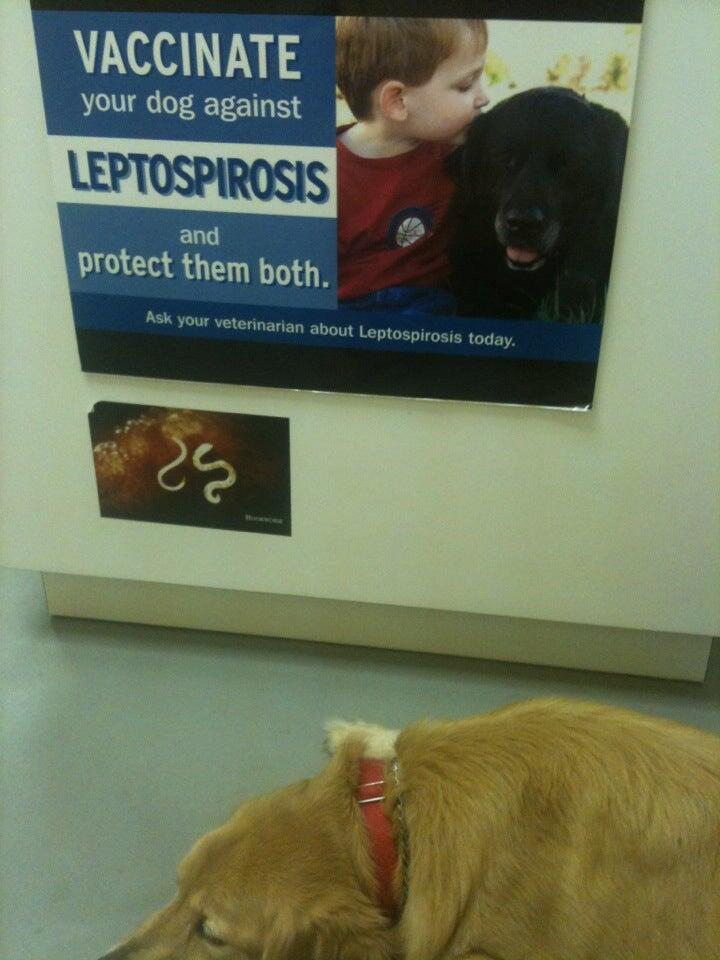 Lexington Animal Hospital Lexington