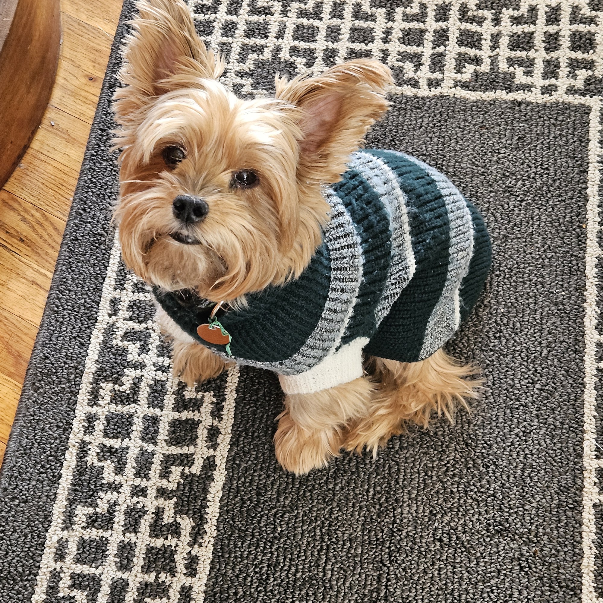 Lexington Animal Hospital Lexington