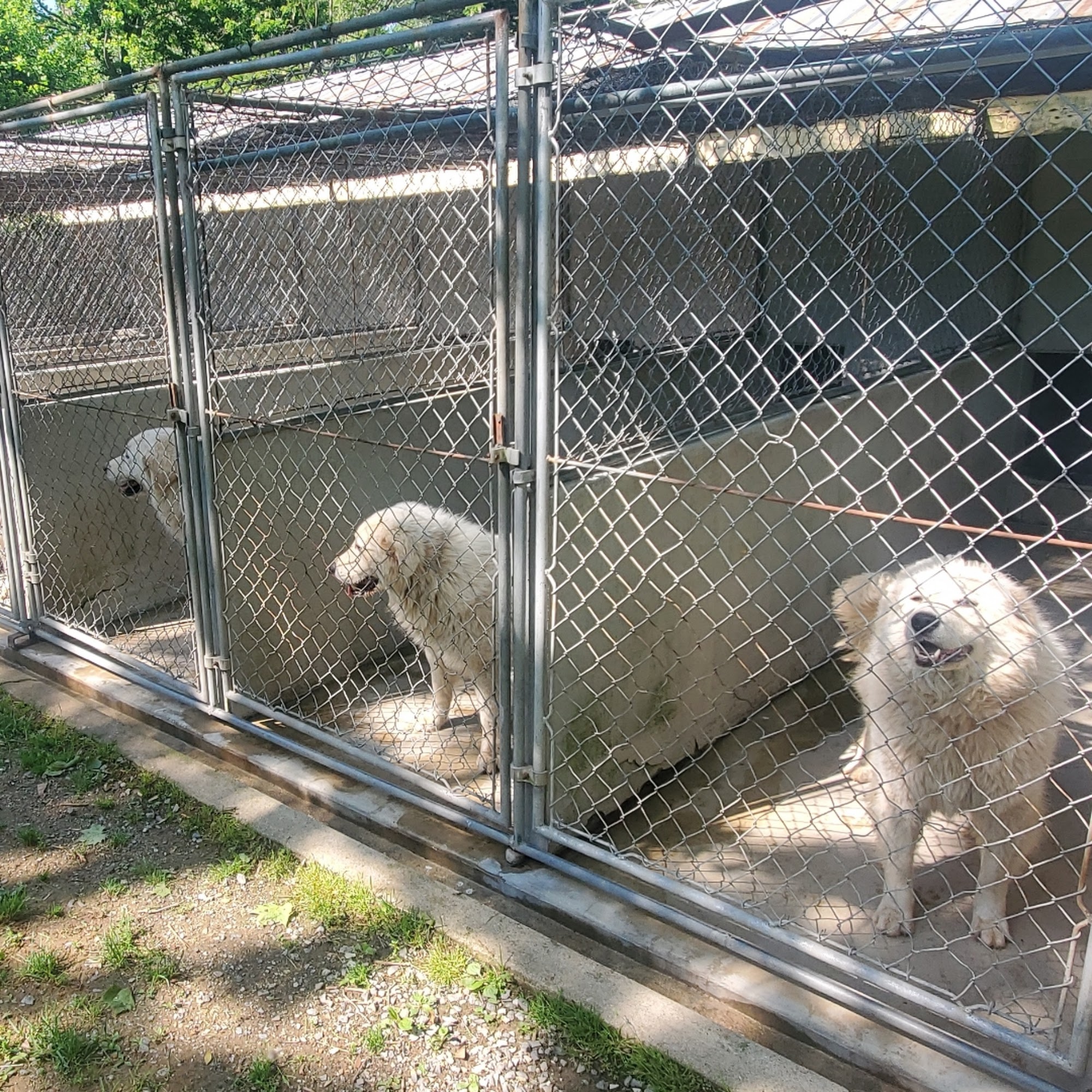 Willow Run Kennels Linden