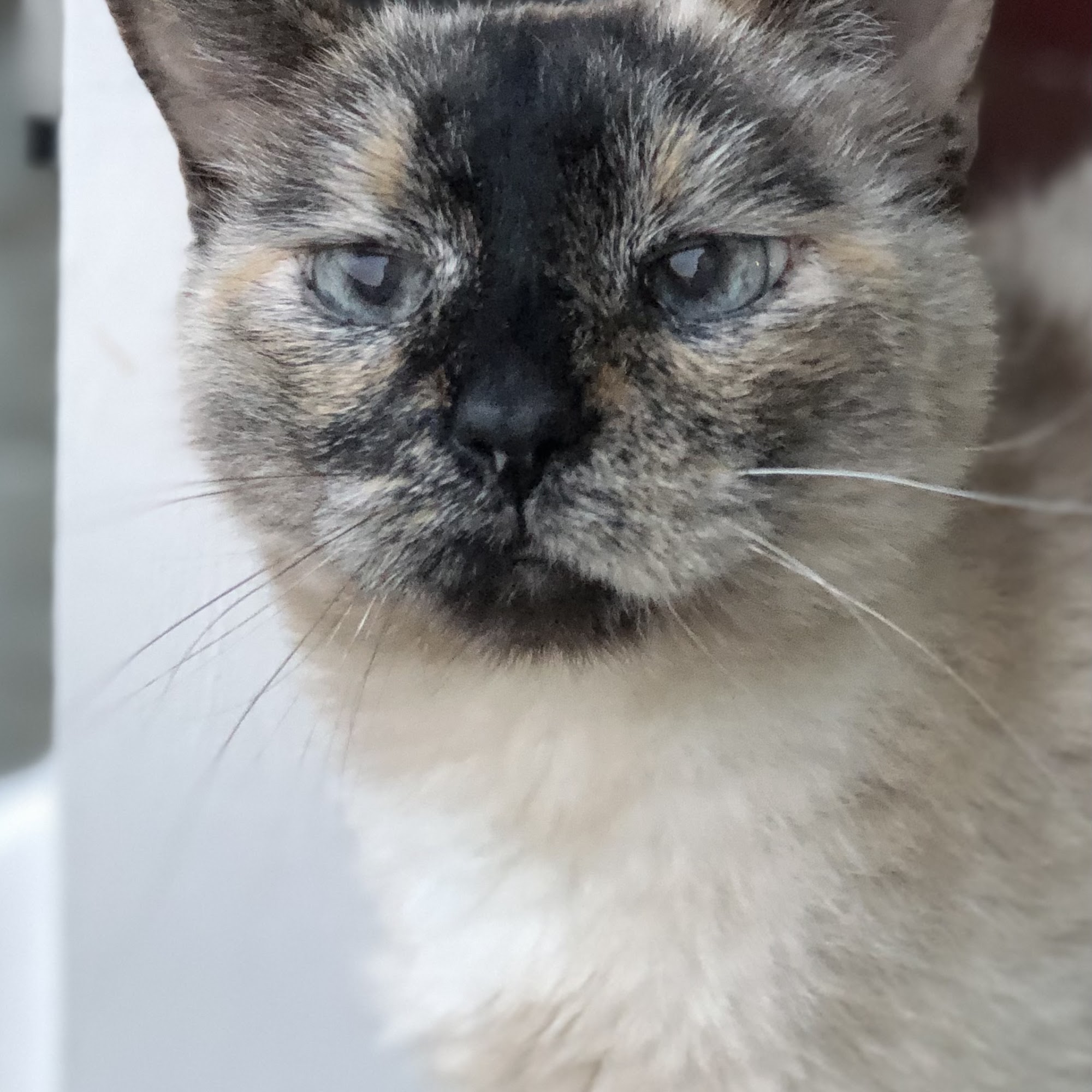 Paradocs Animal Hospital Locust Grove