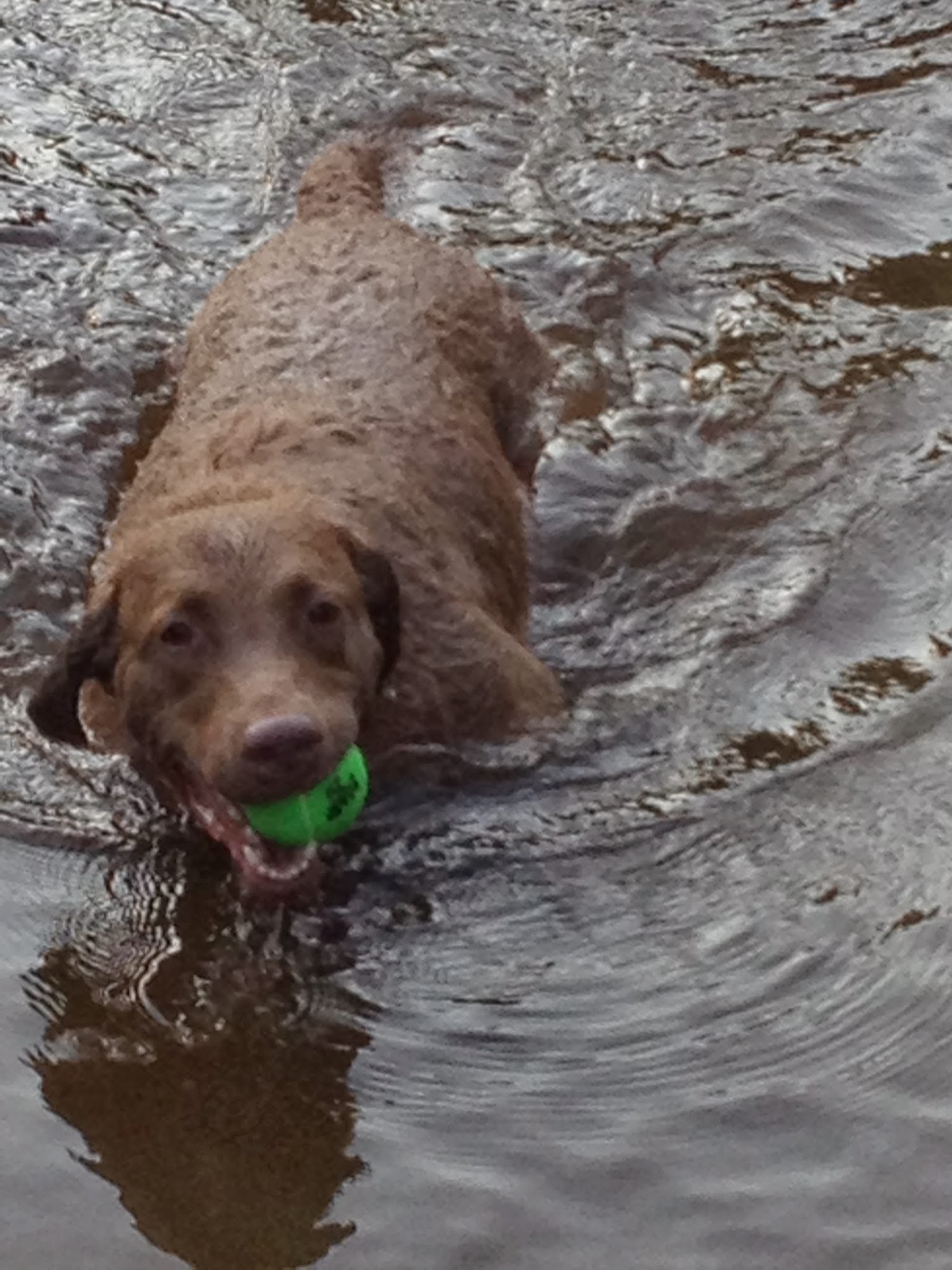 Country Club Kennels & Training Locust Grove