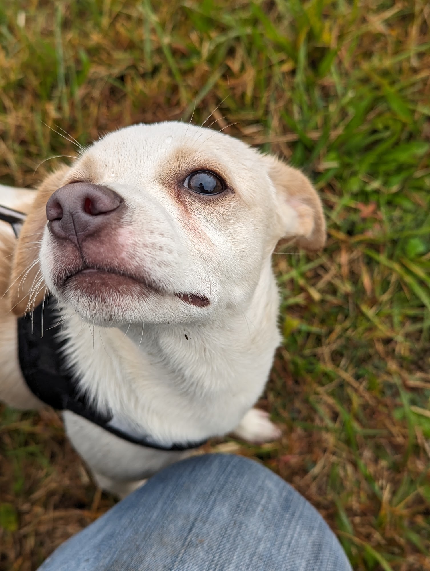 Hooves & Paws Animal Rescue Louisa