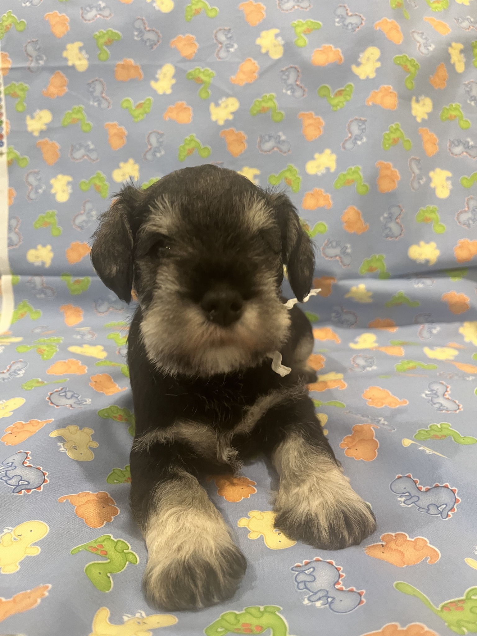 Windward Miniature Schnauzers