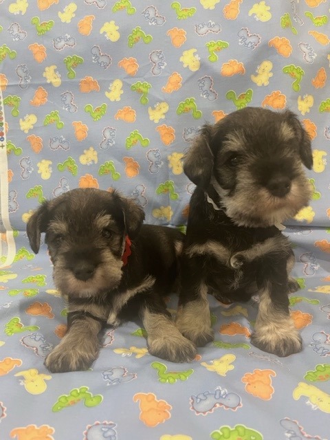 Windward Miniature Schnauzers