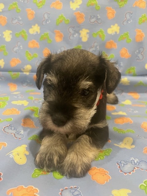 Windward Miniature Schnauzers