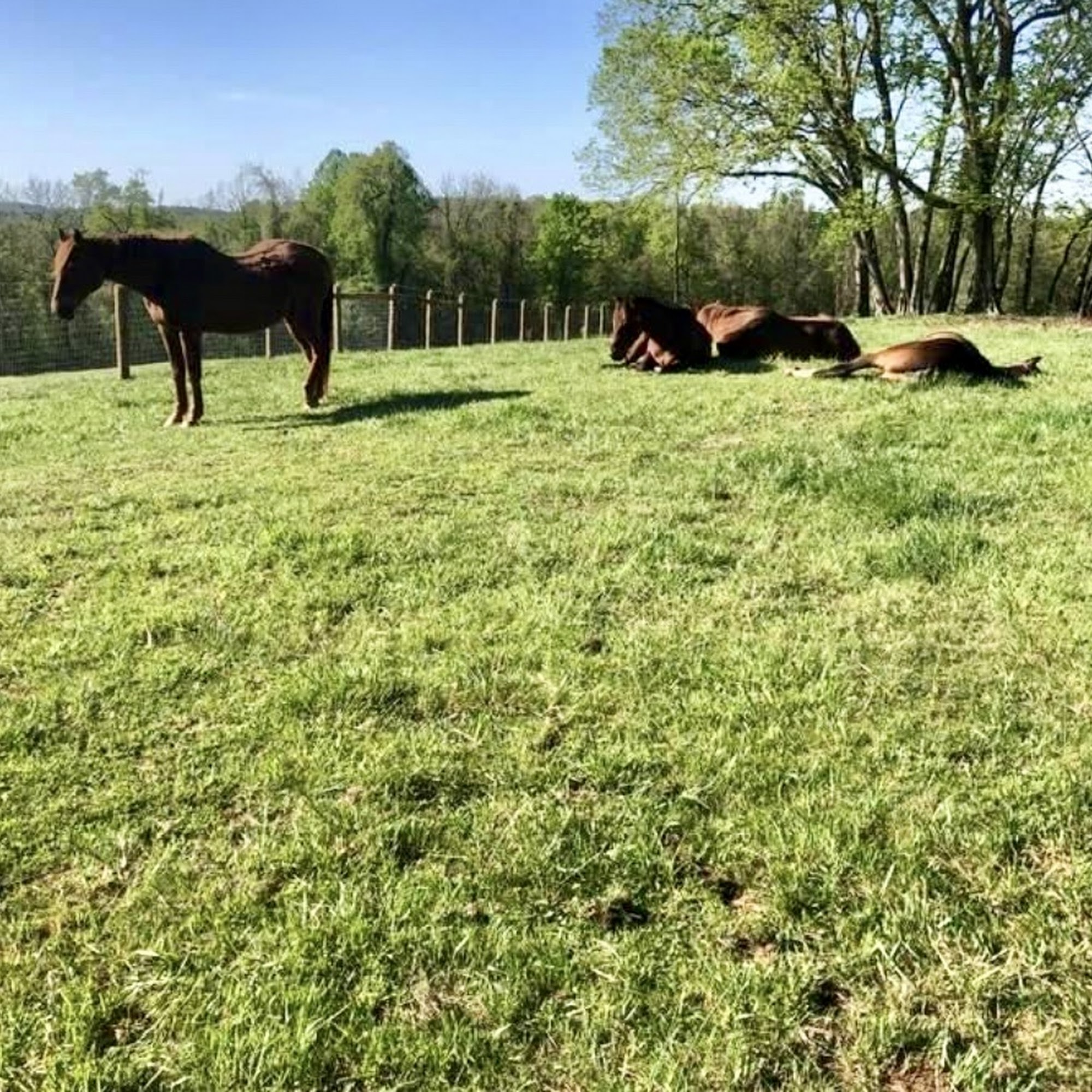 Spurlock Equine Associates Lovettsville