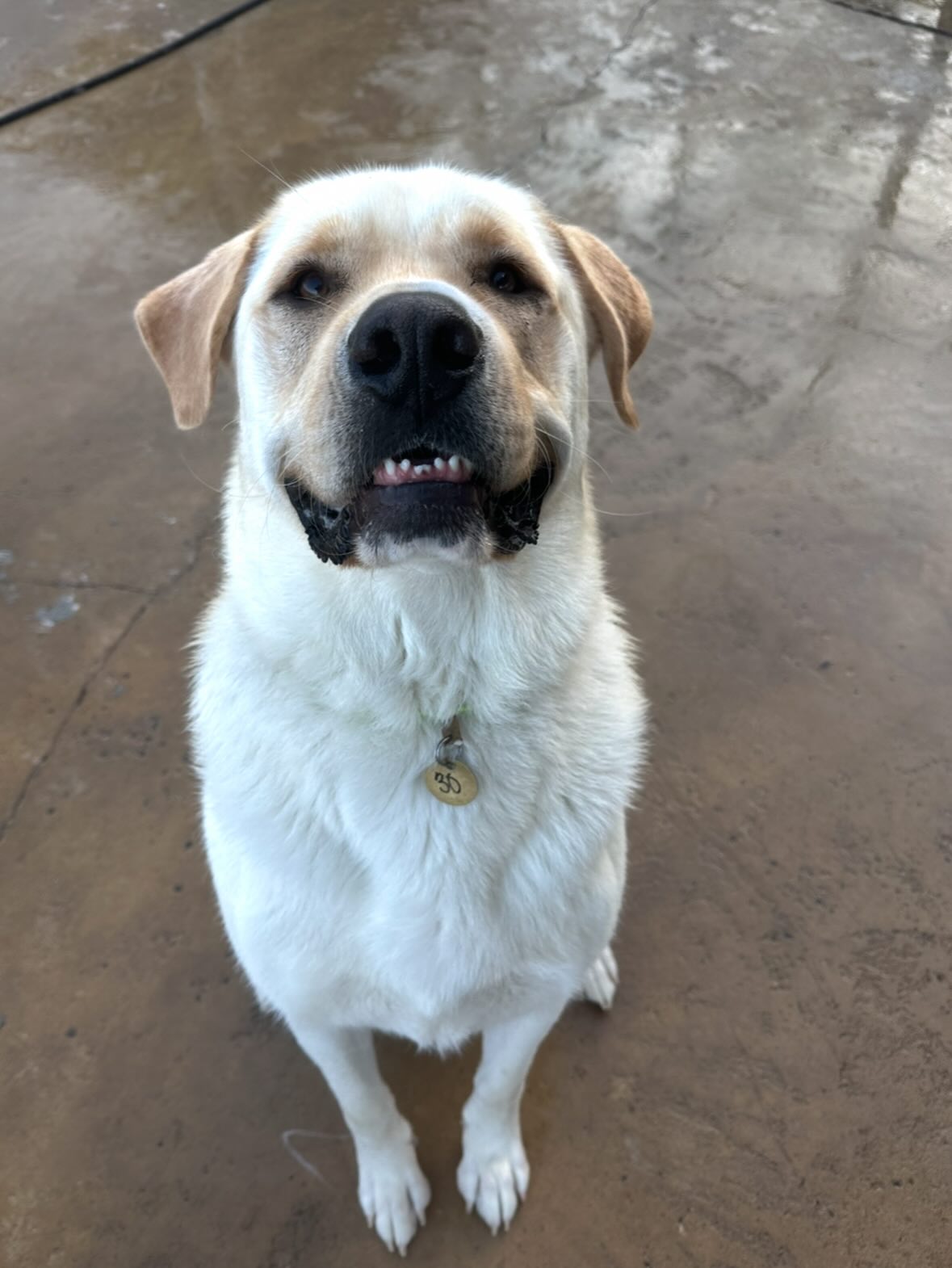 VIP Boarding Kennel Lovettsville