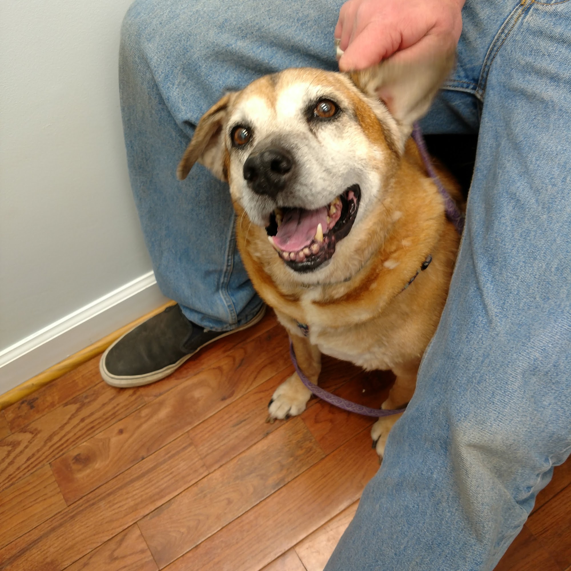 Lovingston Veterinary Hospital Lovingston