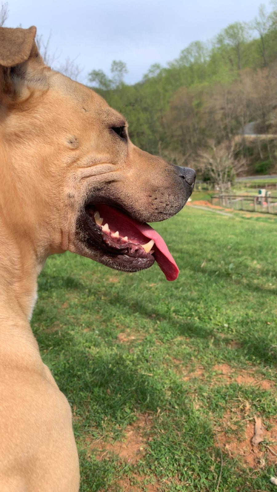 Almost Home PET Adoption Center Lovingston