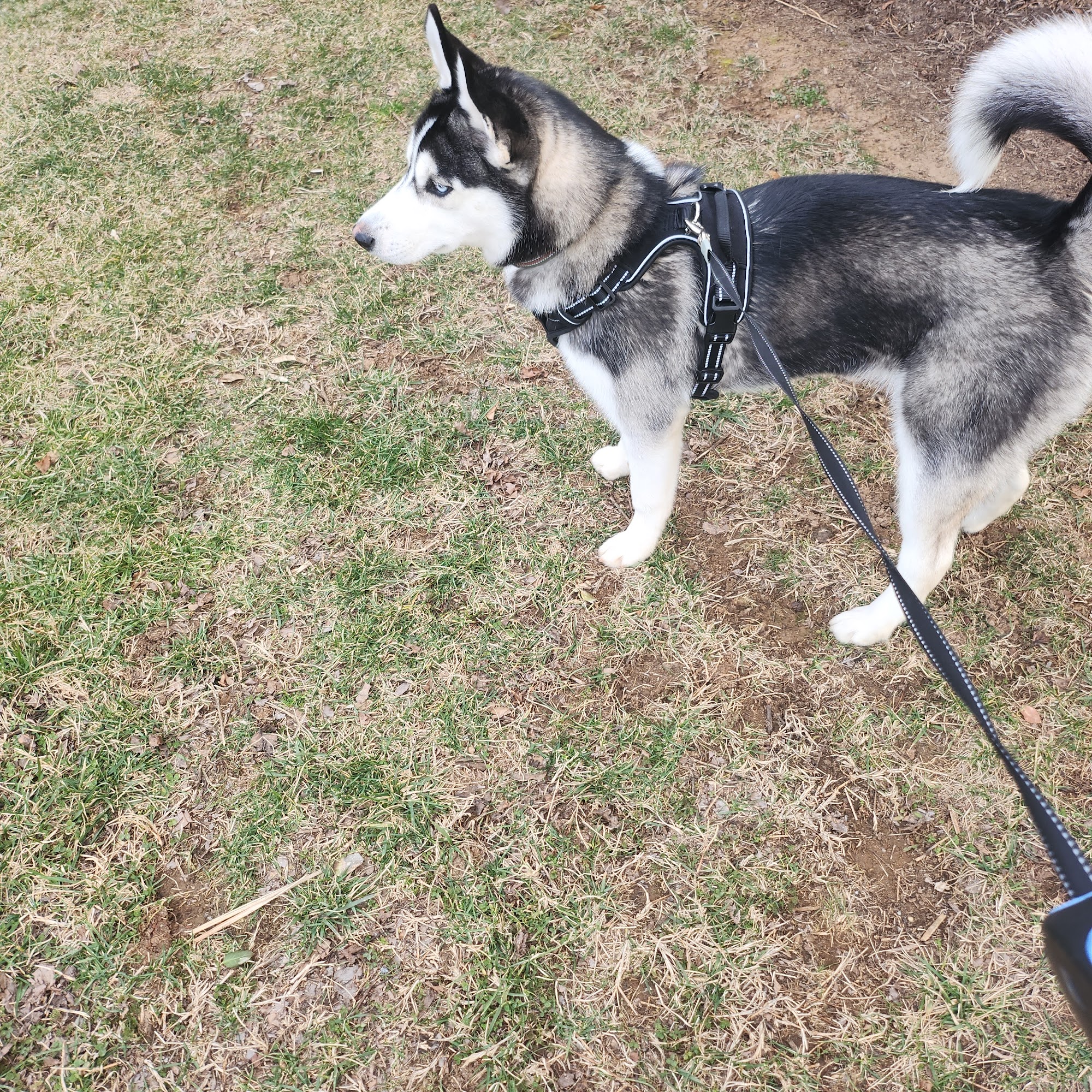 Blue Mountain Animal Clinic Luray