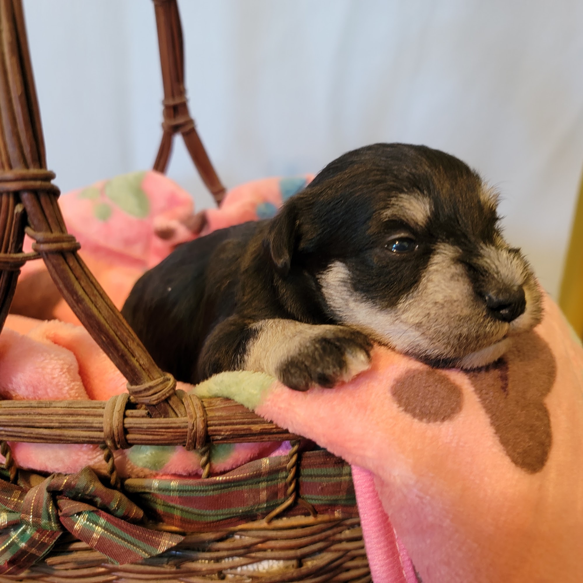 Rocky Creek Kennel Luray